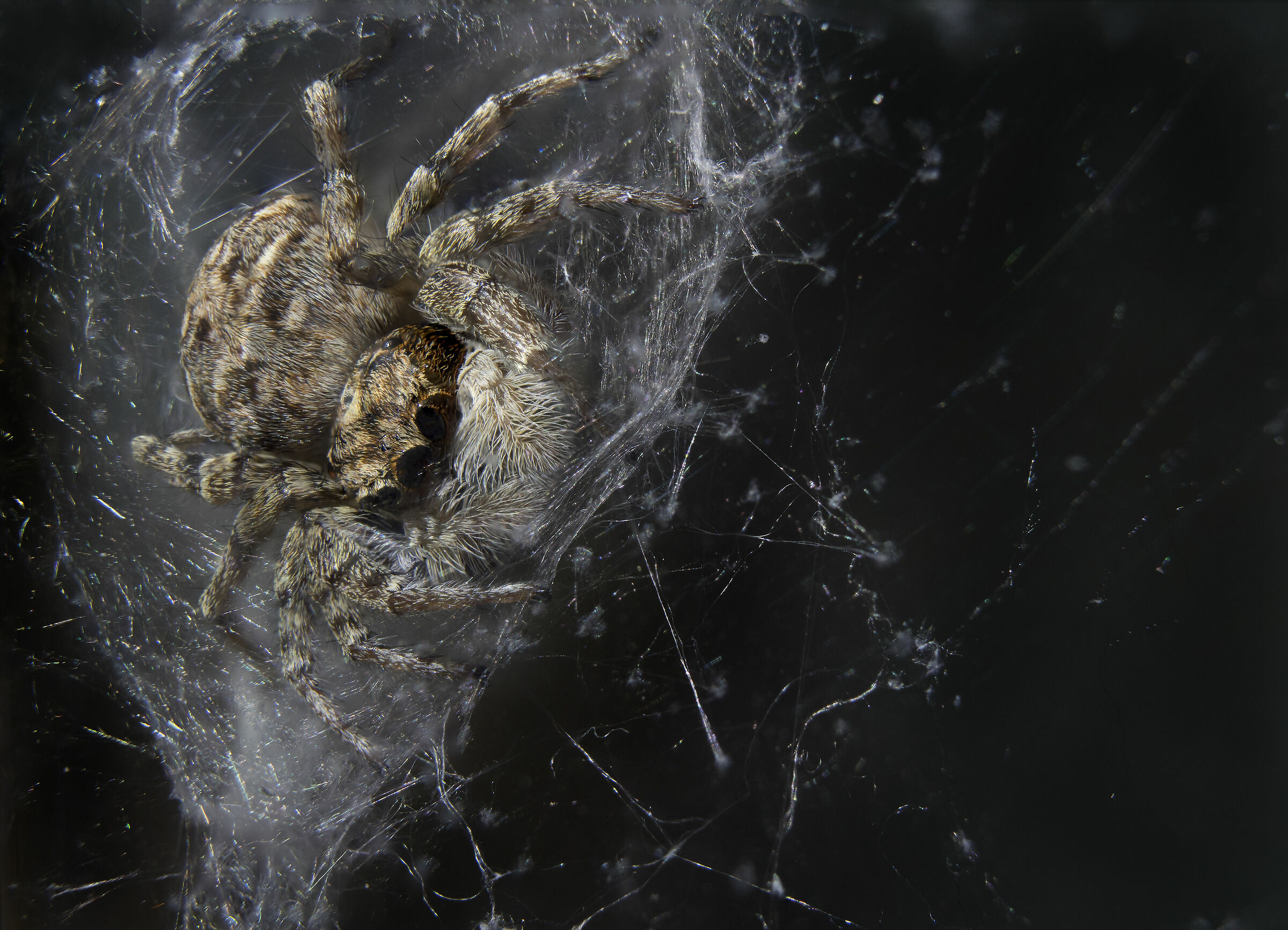 Menemerus semilimbatus (femmina)