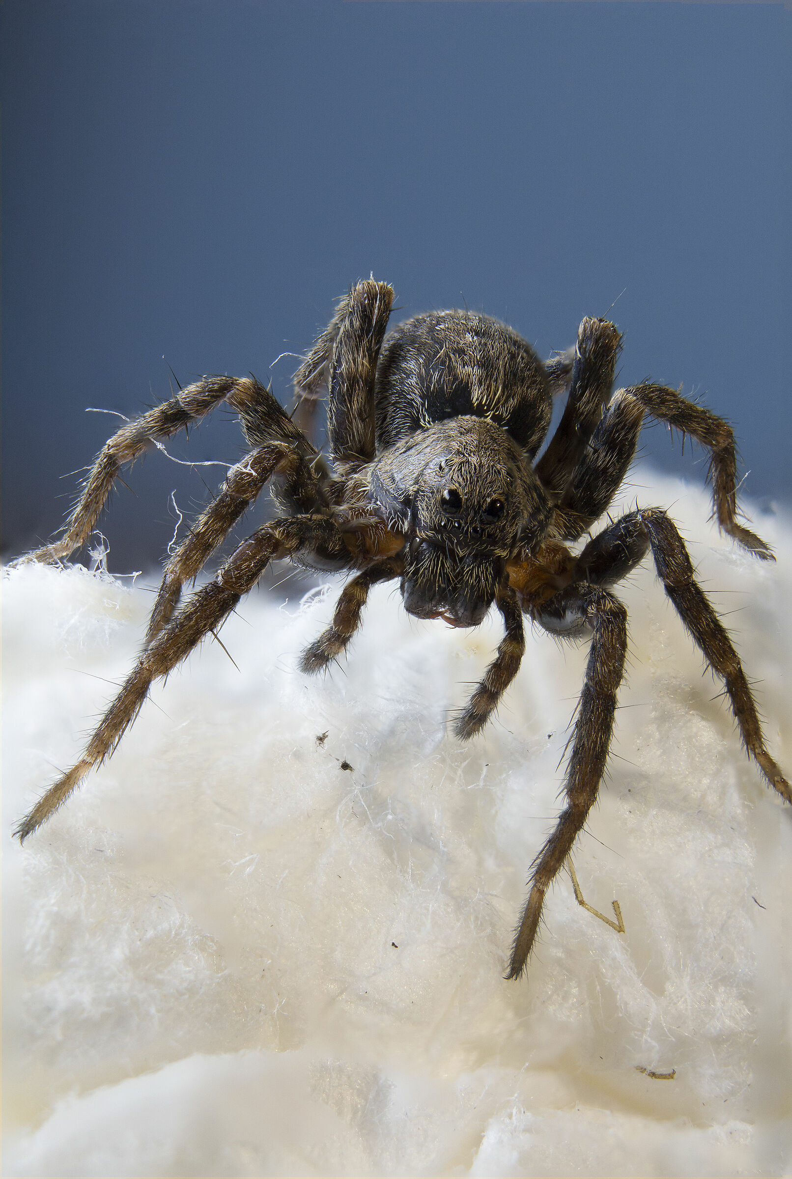 Licosidae , Ragno Lupo