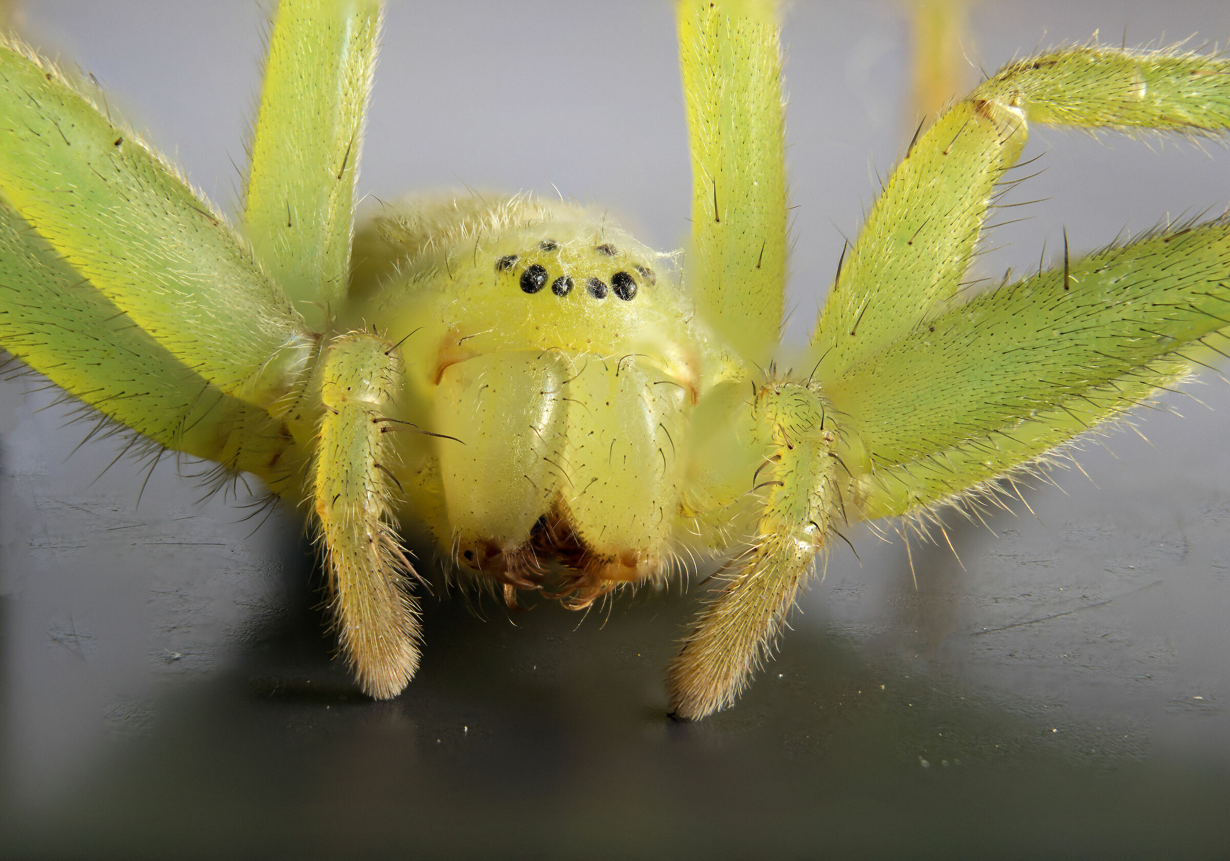 Micrommata virescens