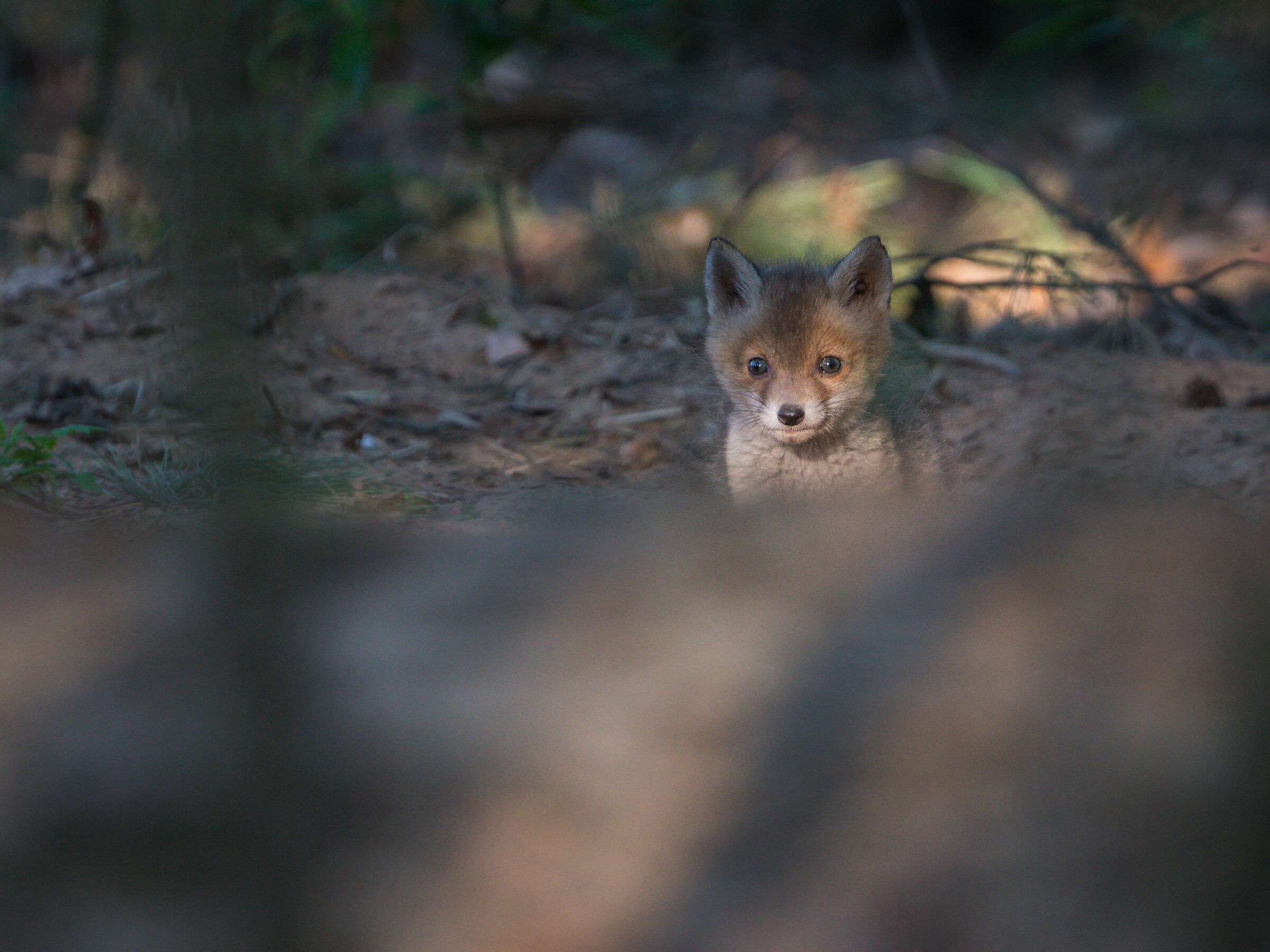 Volpe rossa (Vulpes vulpes)