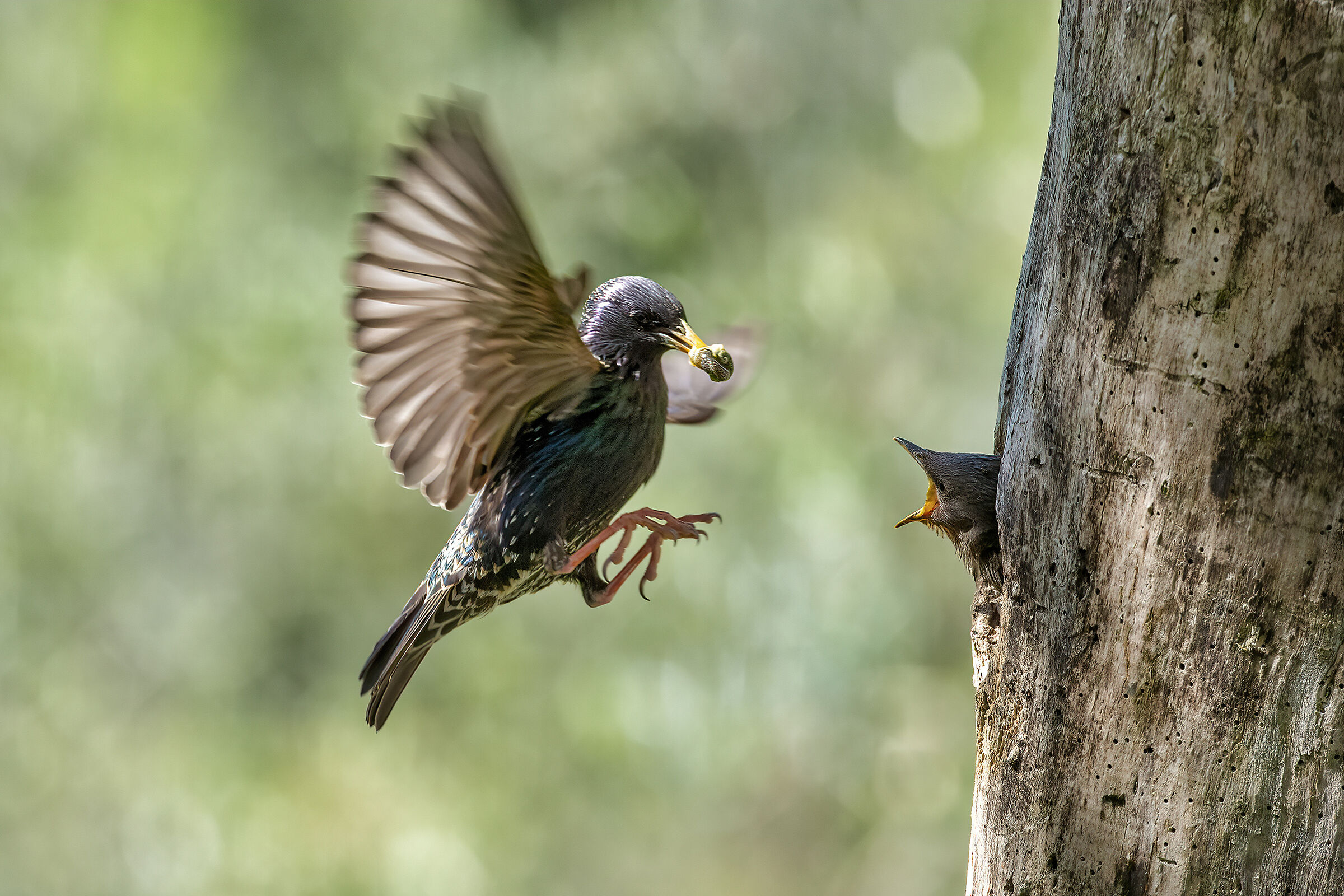 The nest of the Starnum 1