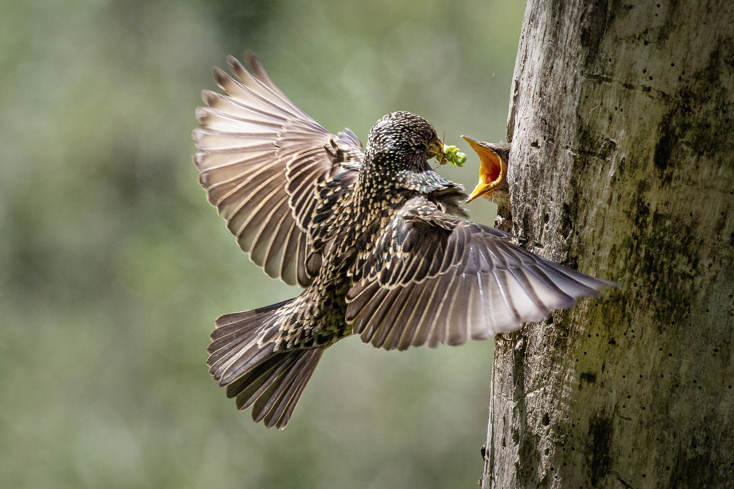 The nest of the Starnum 3