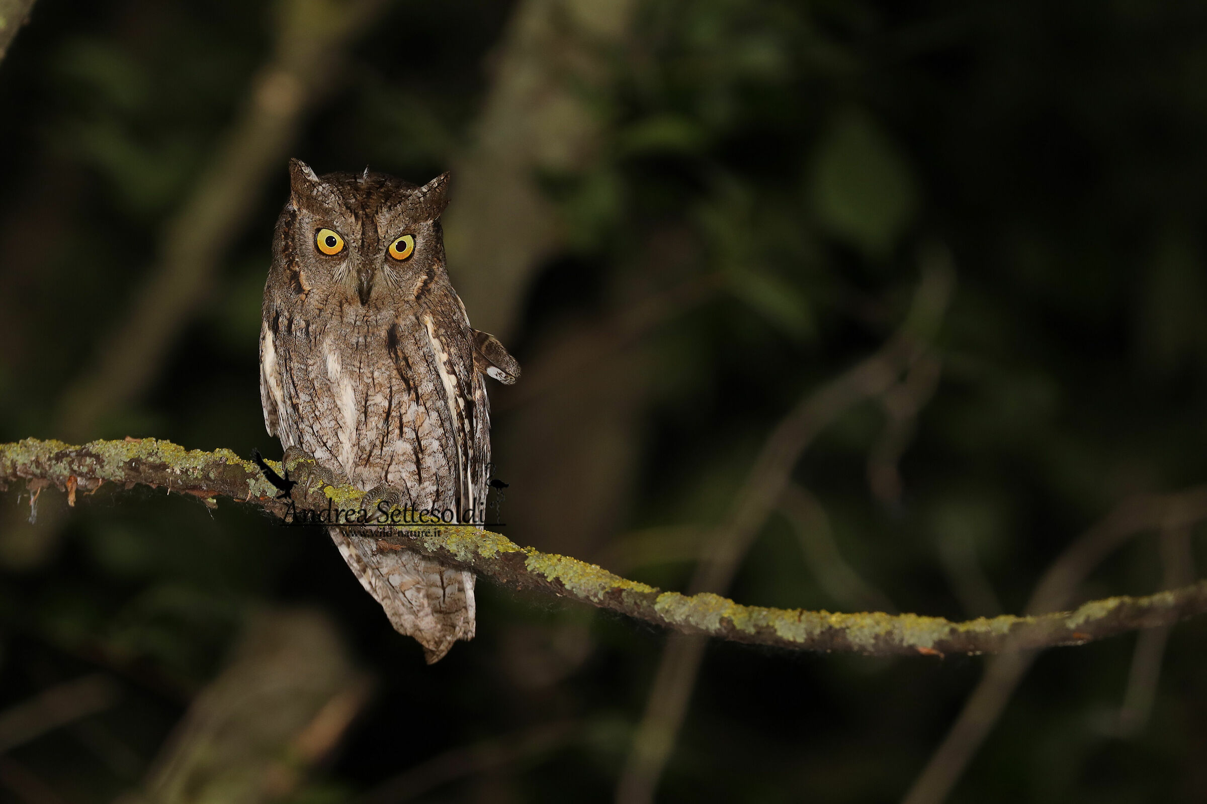 Scops Owl