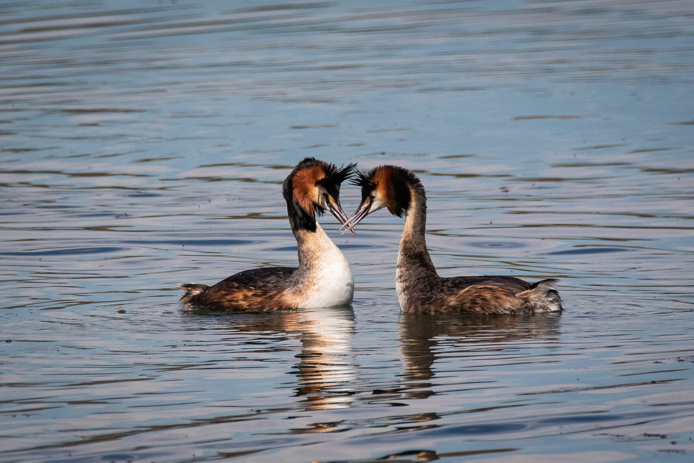 coppia di svassi in corteggiamento