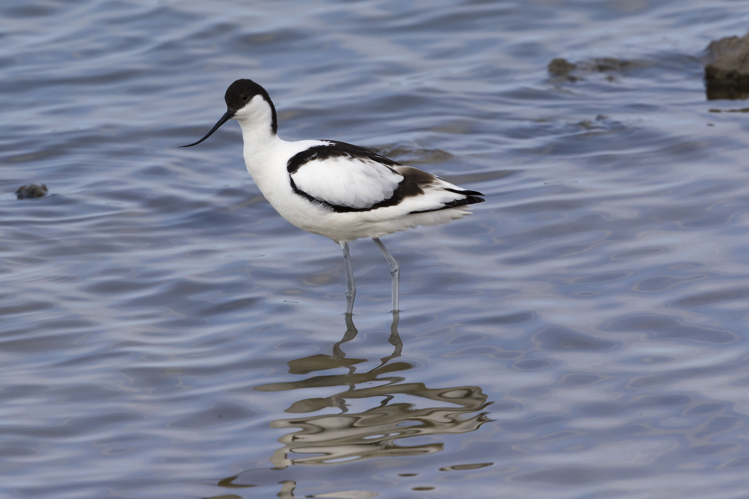 avocetta
