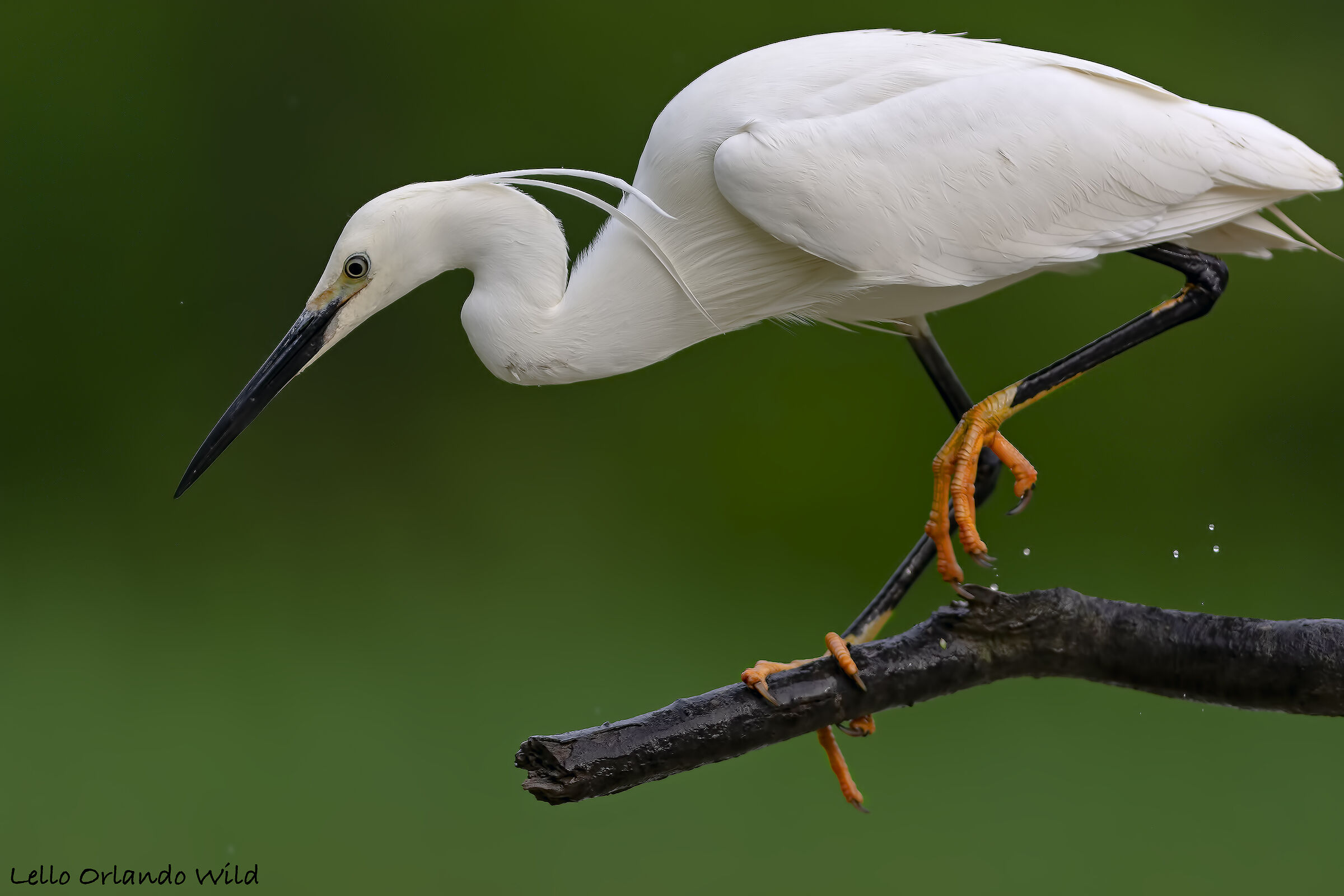 Careful Little Egonet