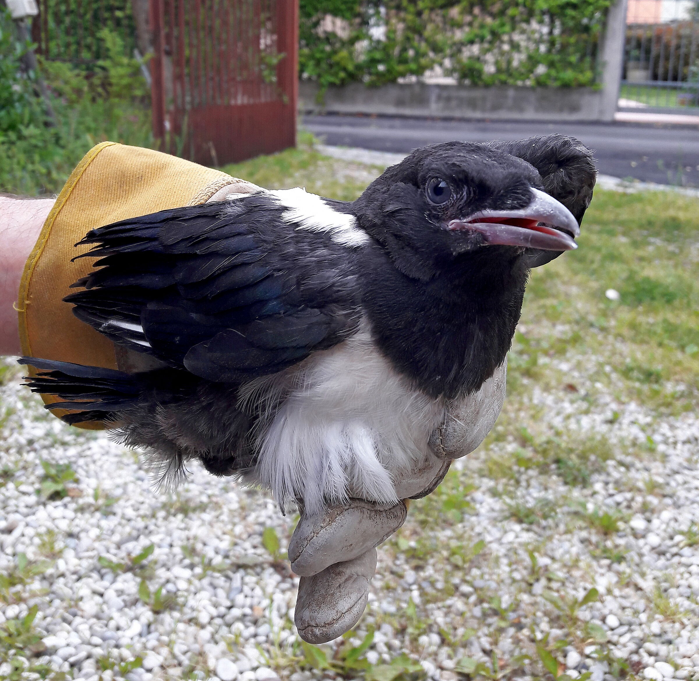 Magpie (Niere) 2