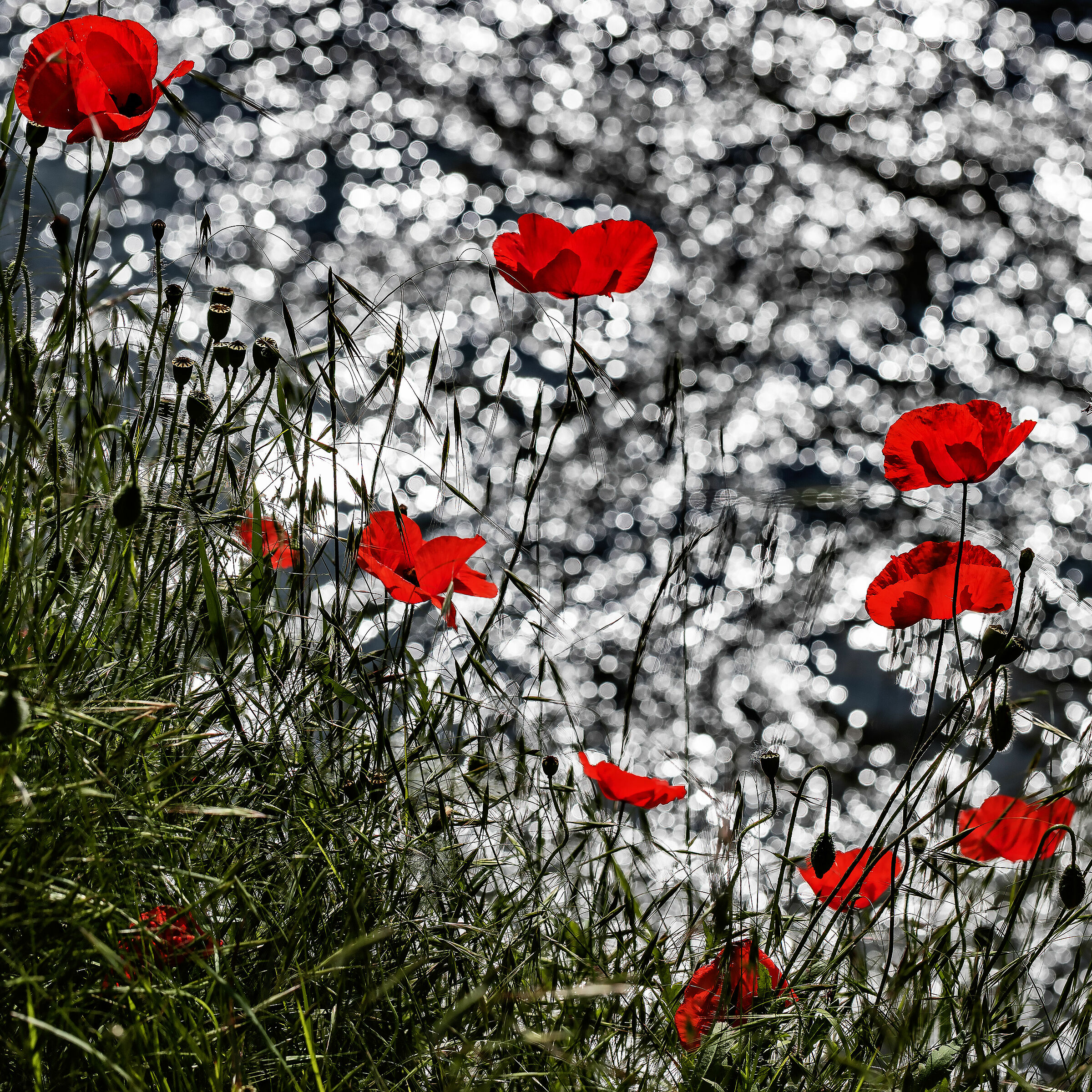 Con tutte quelle, tutte quelle bollicine