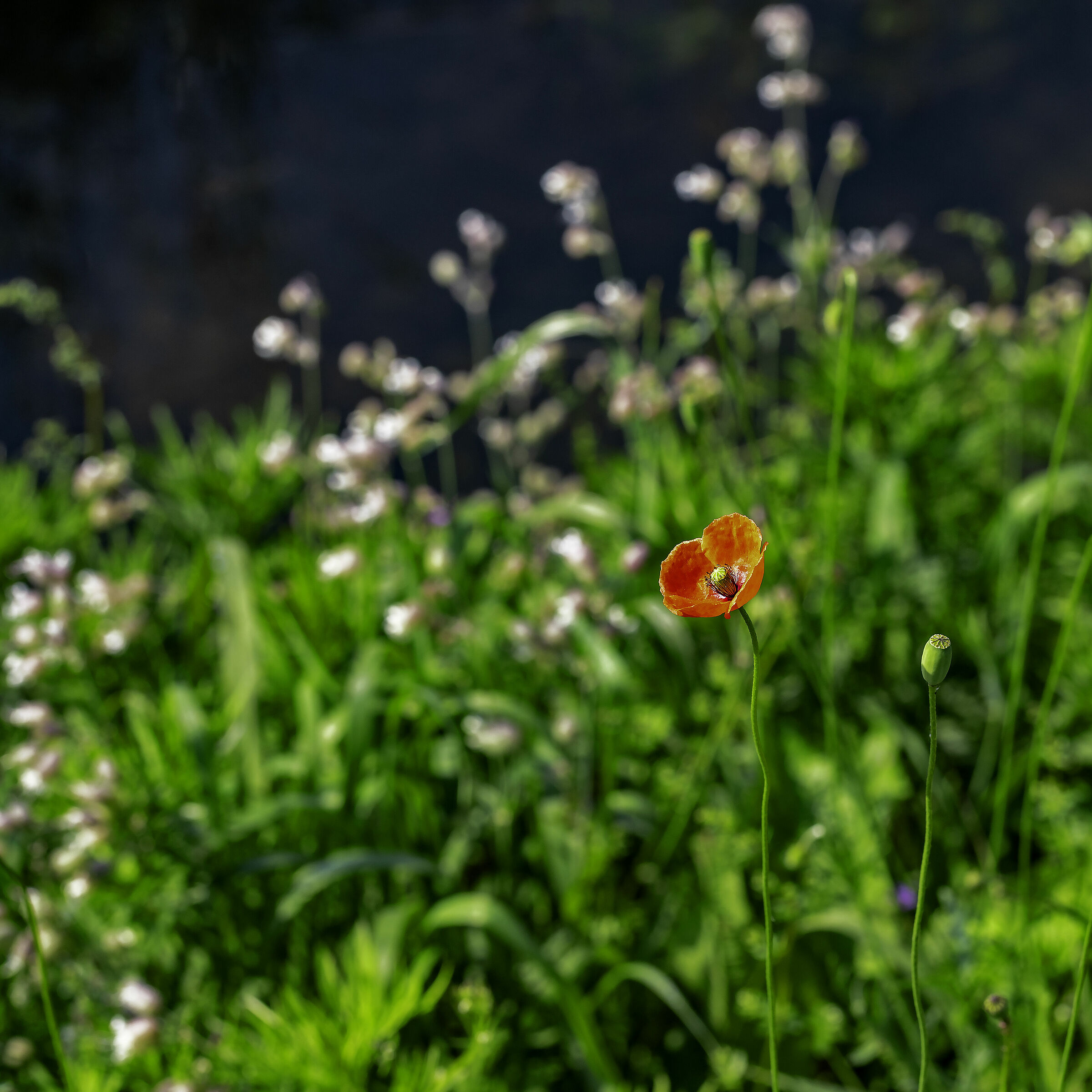 Lonely Poppy, at the countryside