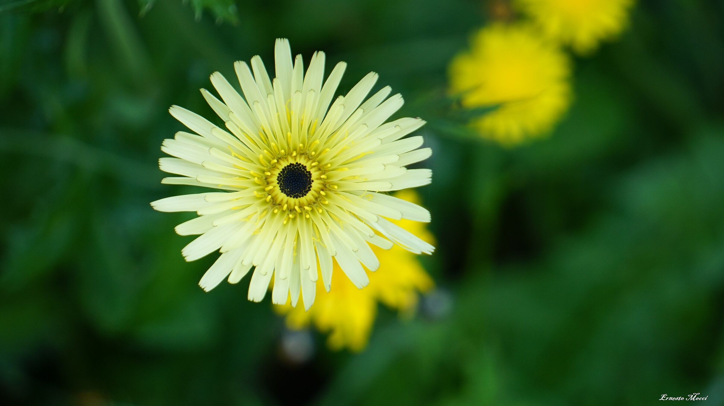 Un Fiore, per Tutte le Mamme dell'Universo