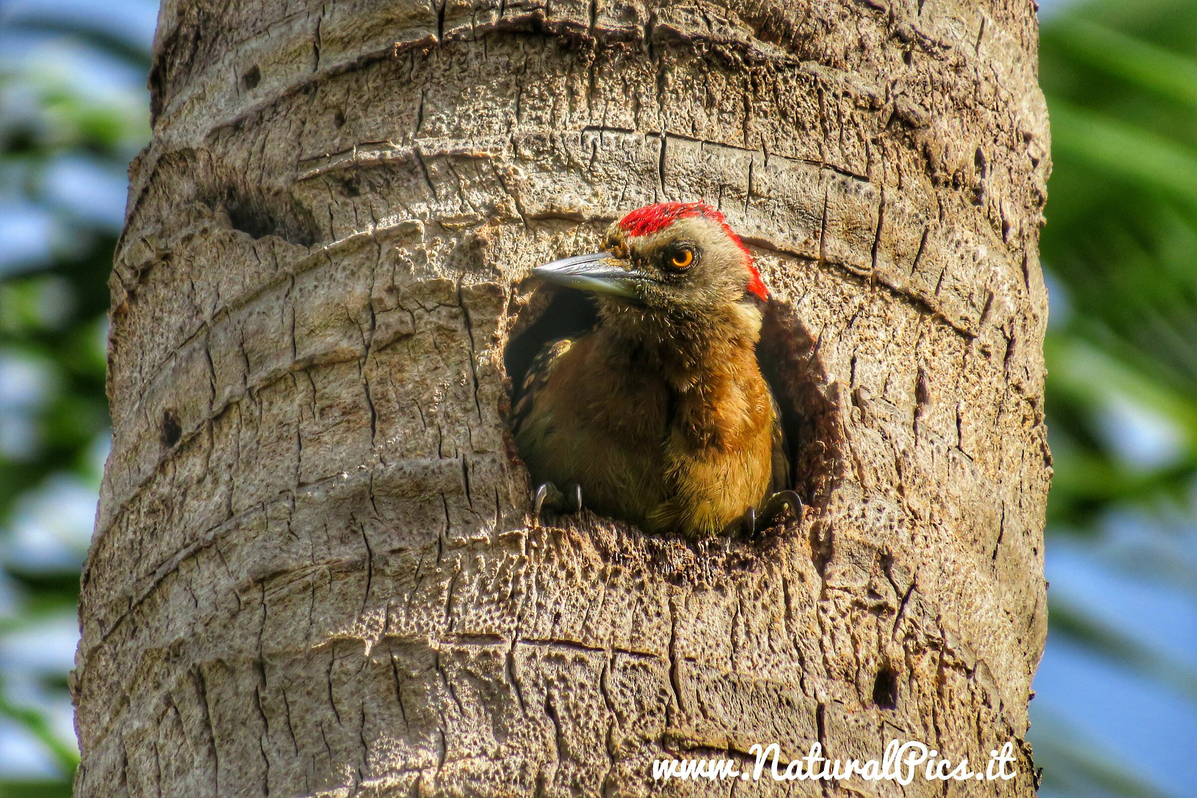 Red-headed Green woodpeckers, Caribbean