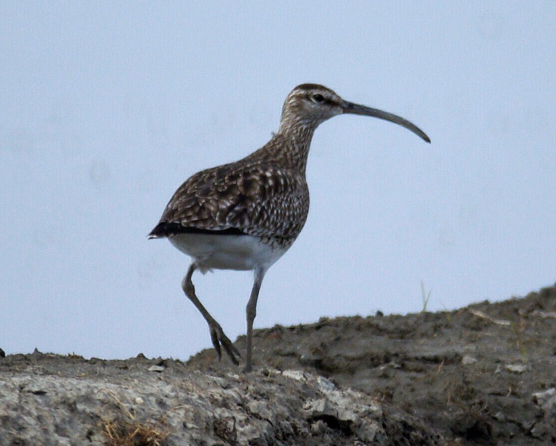 Chiurlo Maggiore ( Numenius arquata )