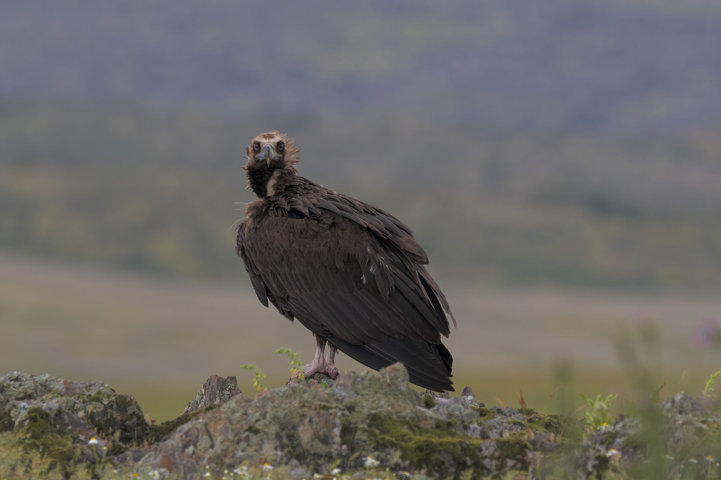 Vulture Monk-Buitre negro
