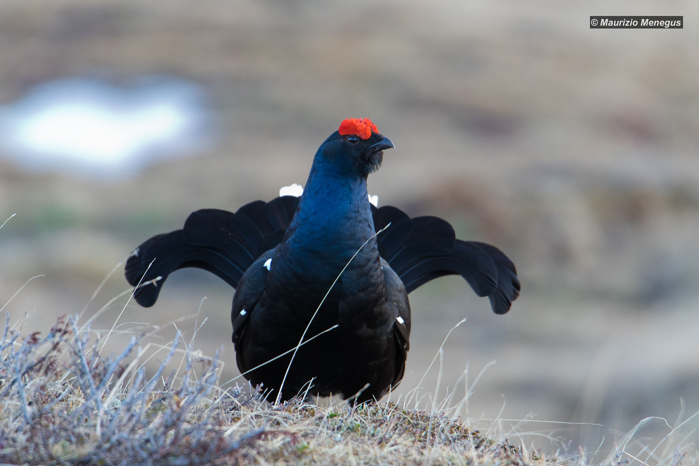 I riflessi blu del Gallo Forcello