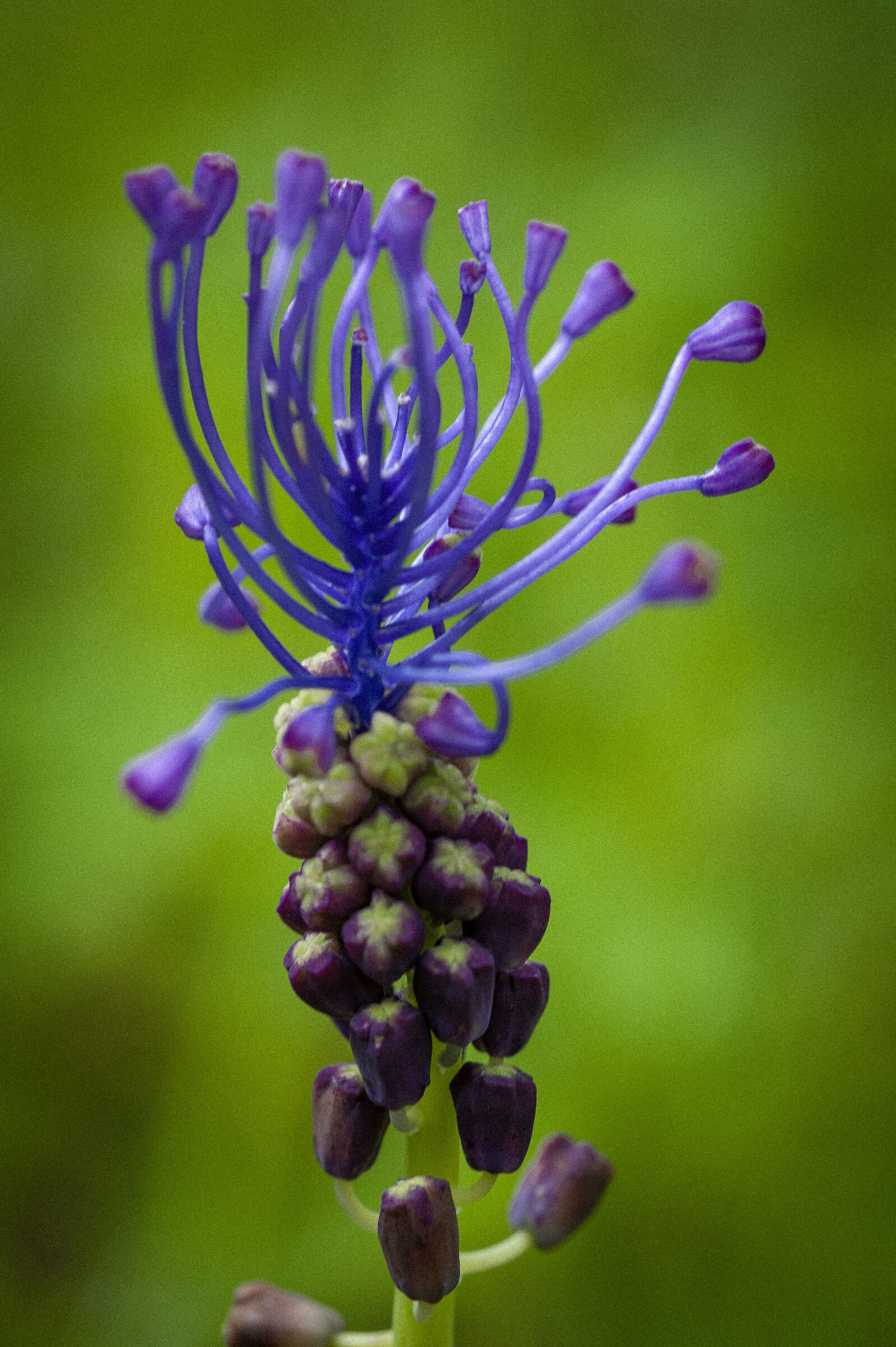 Lampascione the Colors