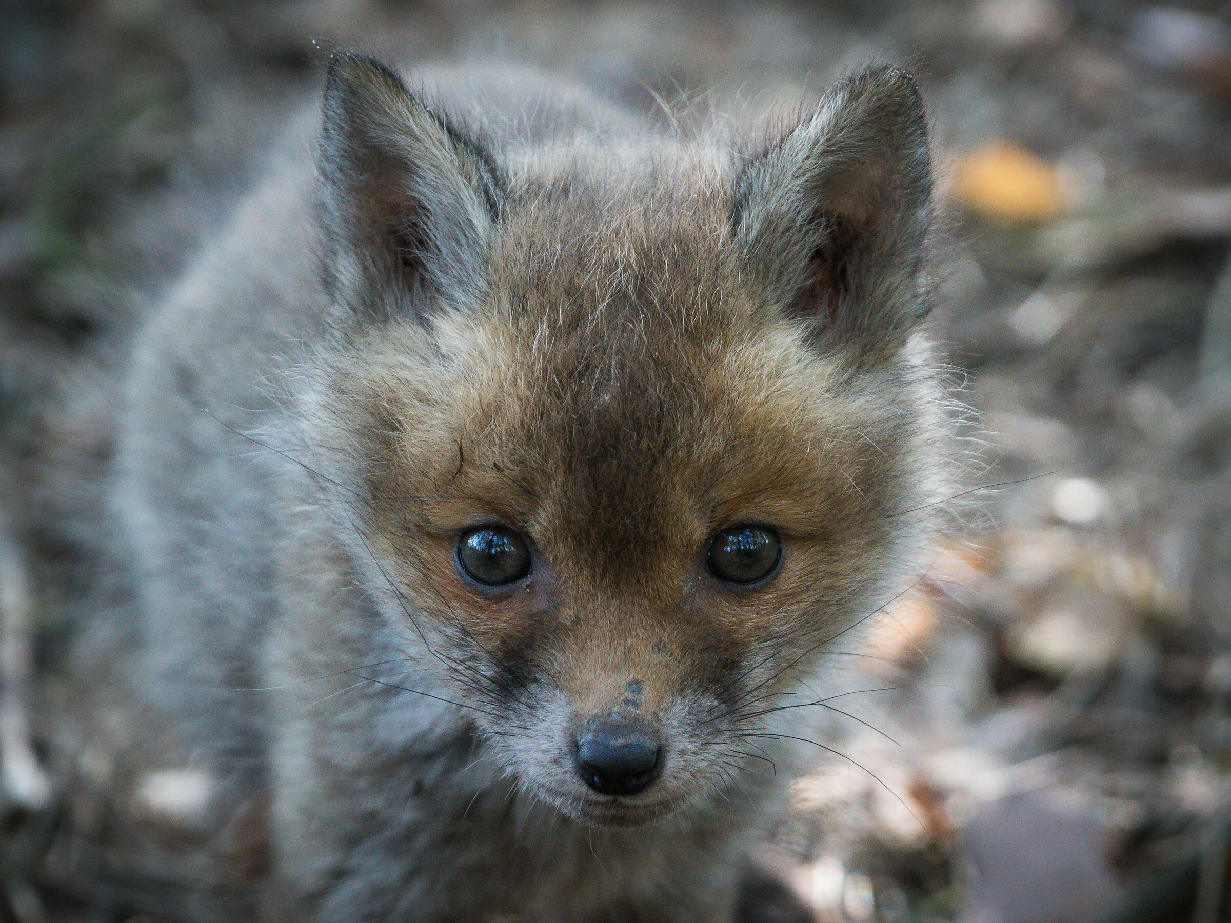 Volpe rossa (Vulpes vulpes)