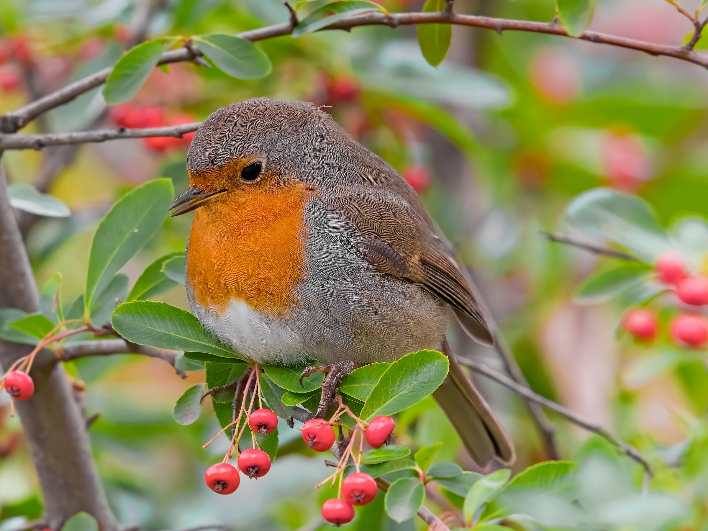 Sleepy Robin