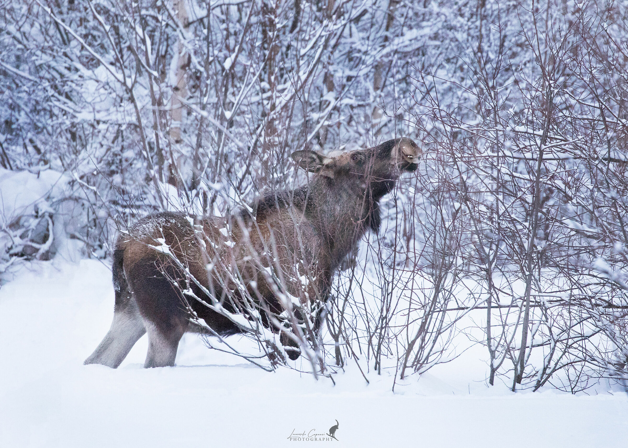 The iconic symbol of Sweden