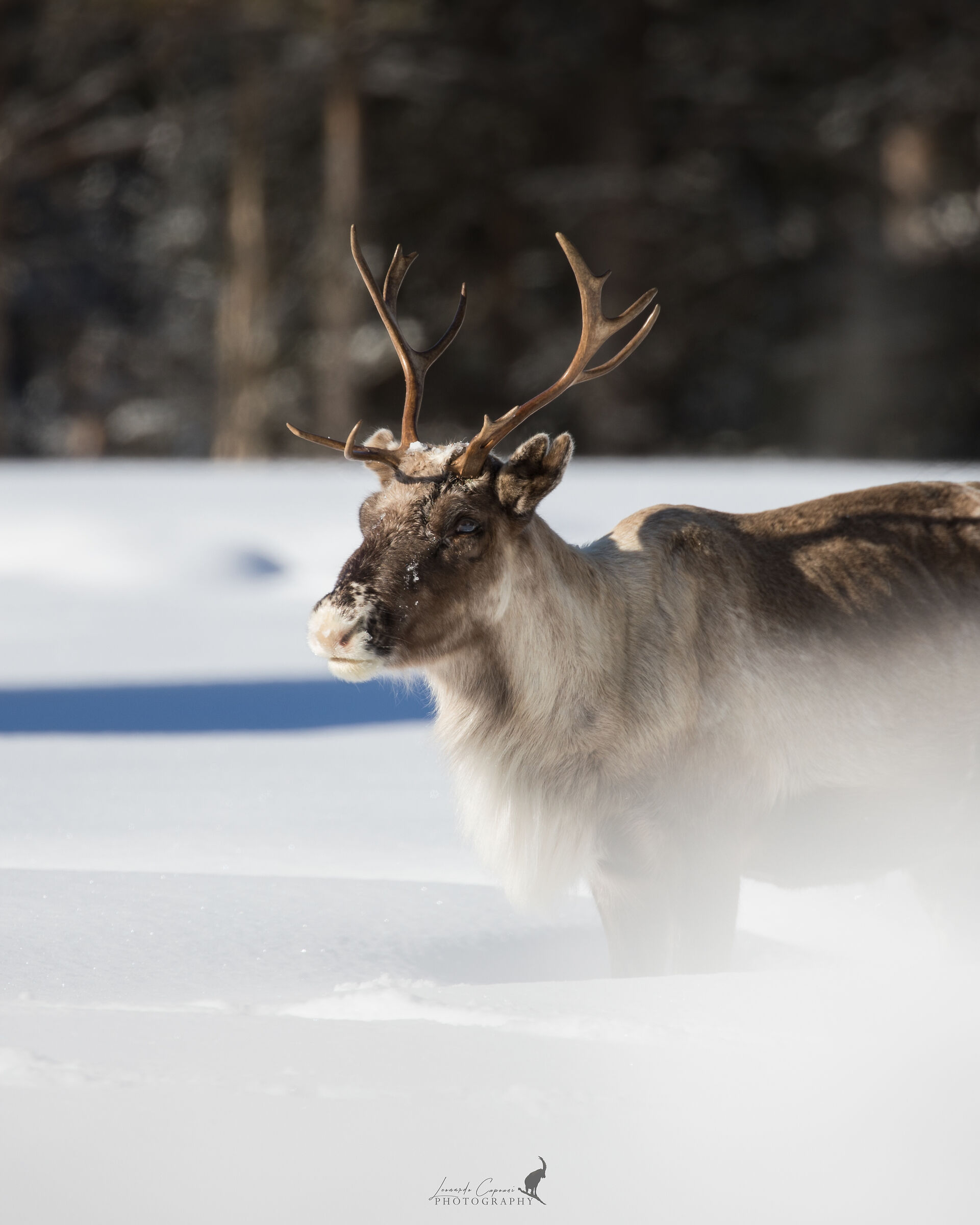 The life in the white desert