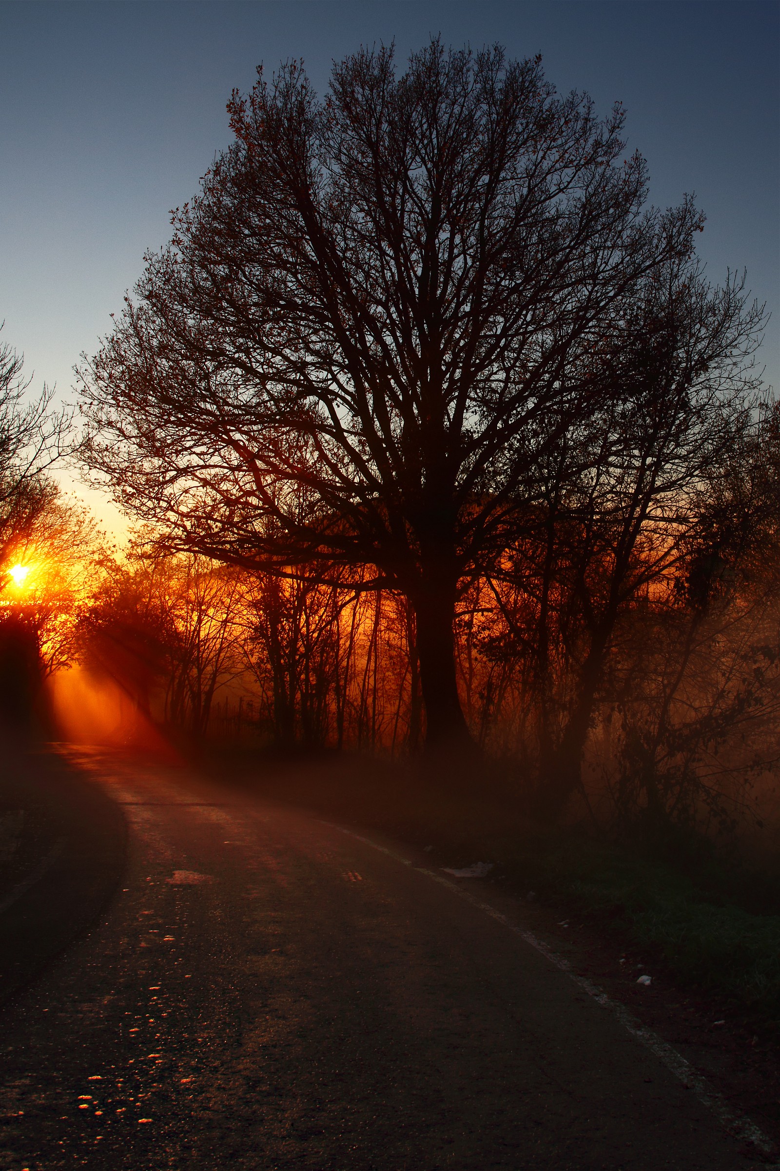 Alberi e nebbia edit 2