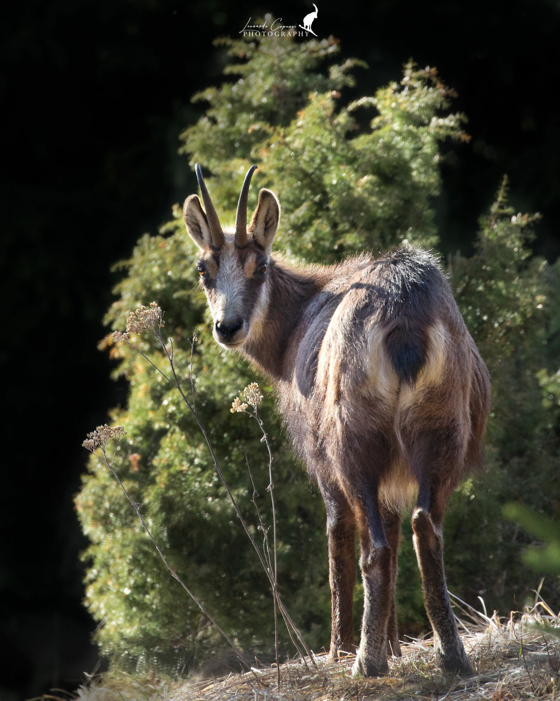 Play with light/light games