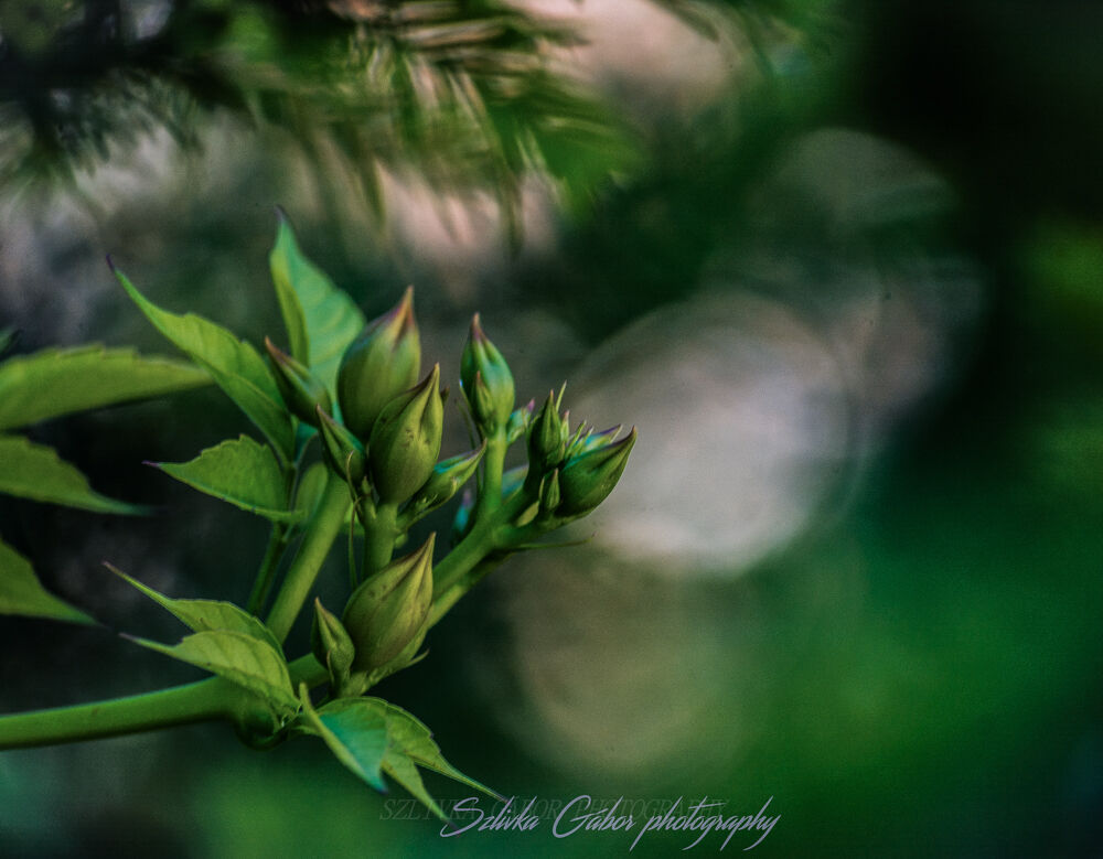 Tecoma bud