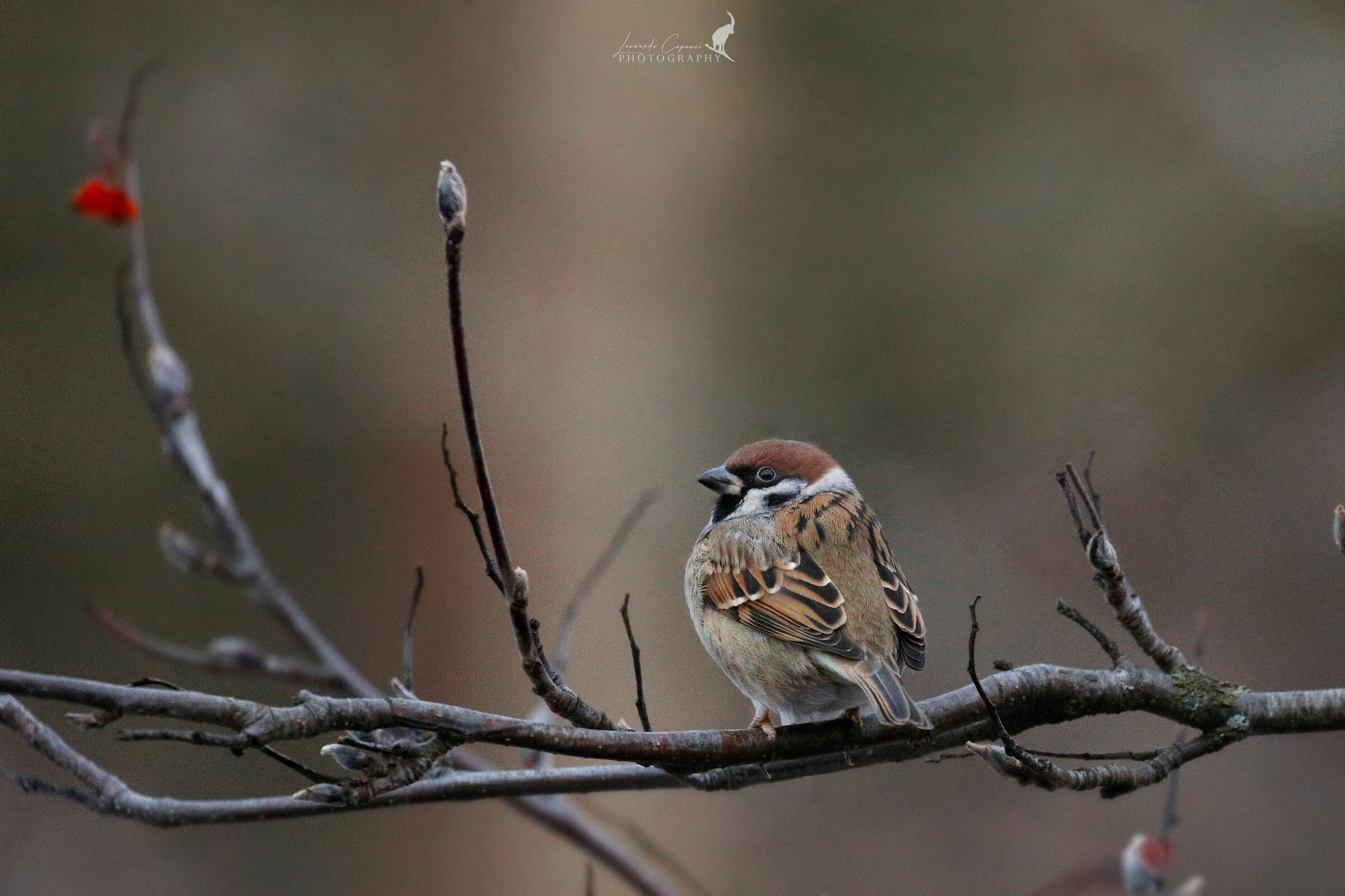 Urban Wildlife/Urban wildlife