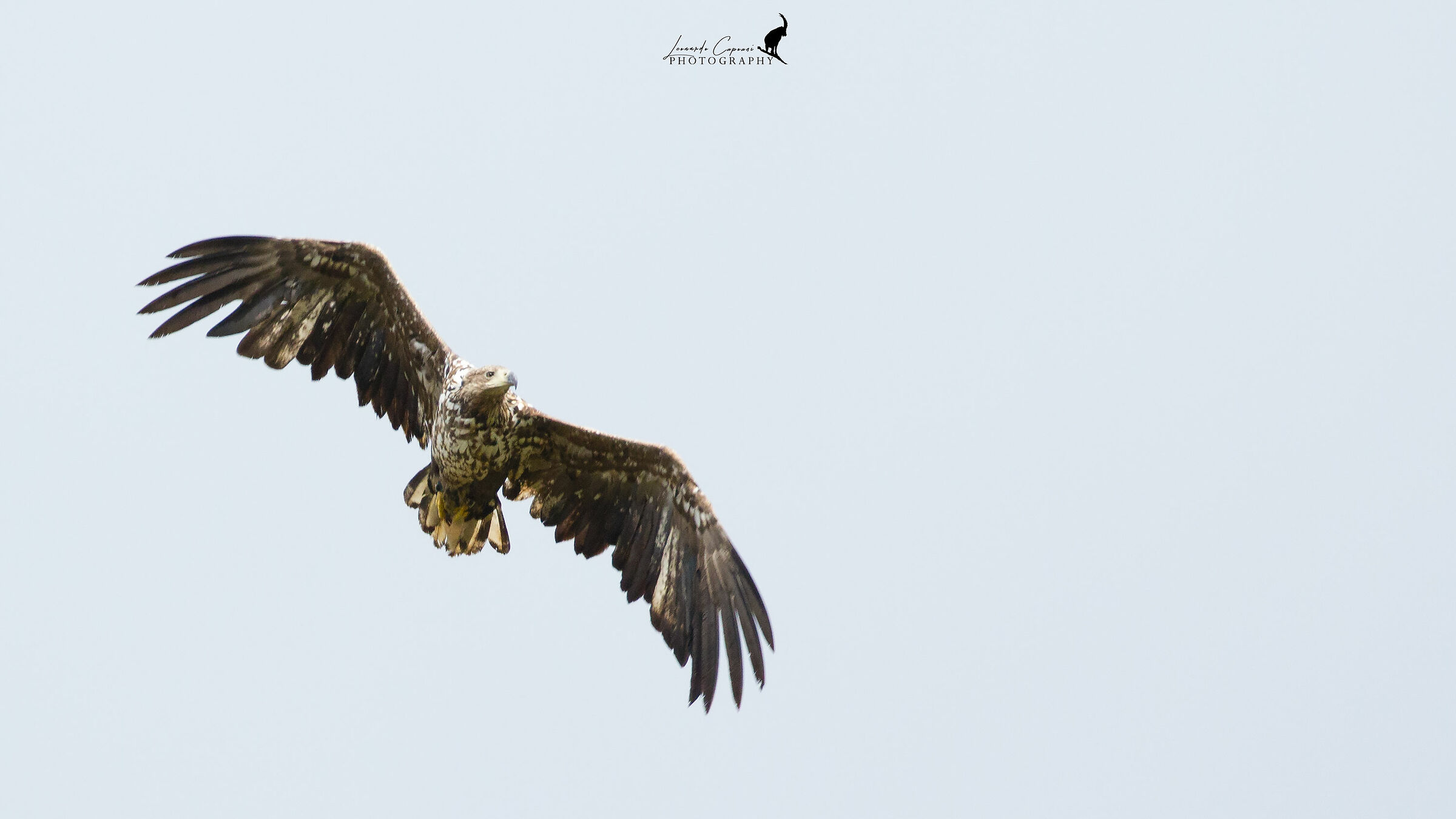 Opportunists/opportunists