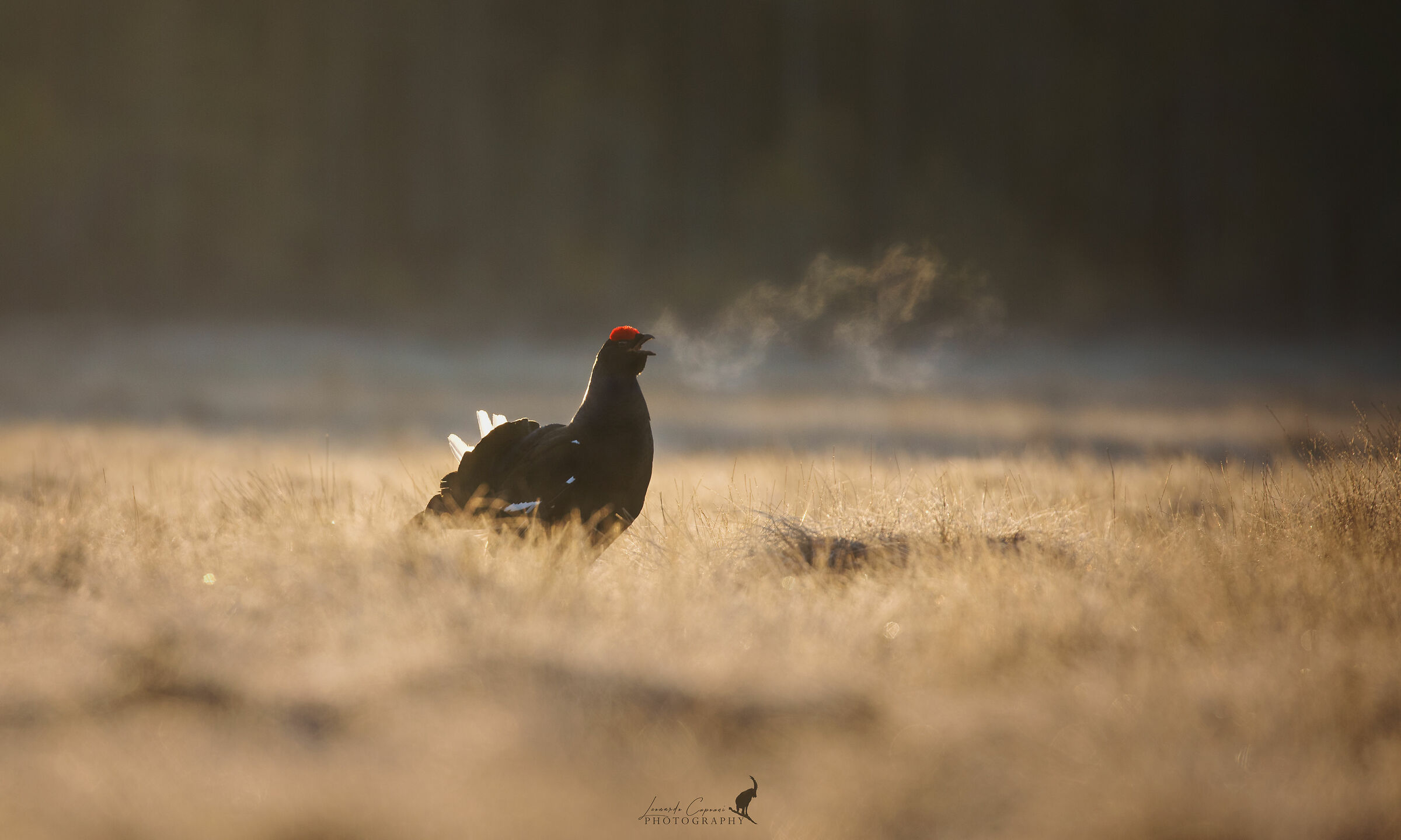 The Lek/L ´ singing Arena