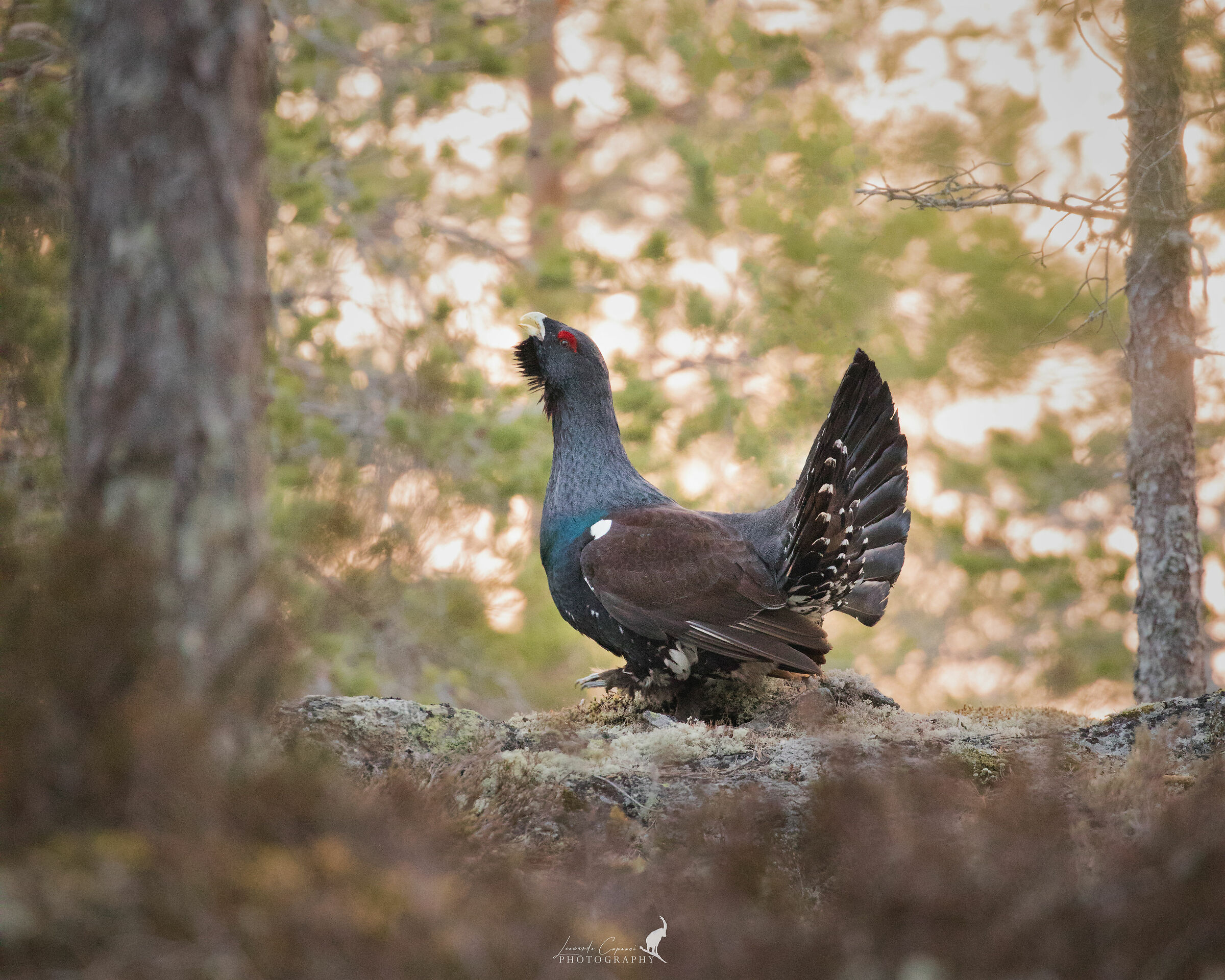 The wait/L ´ waiting