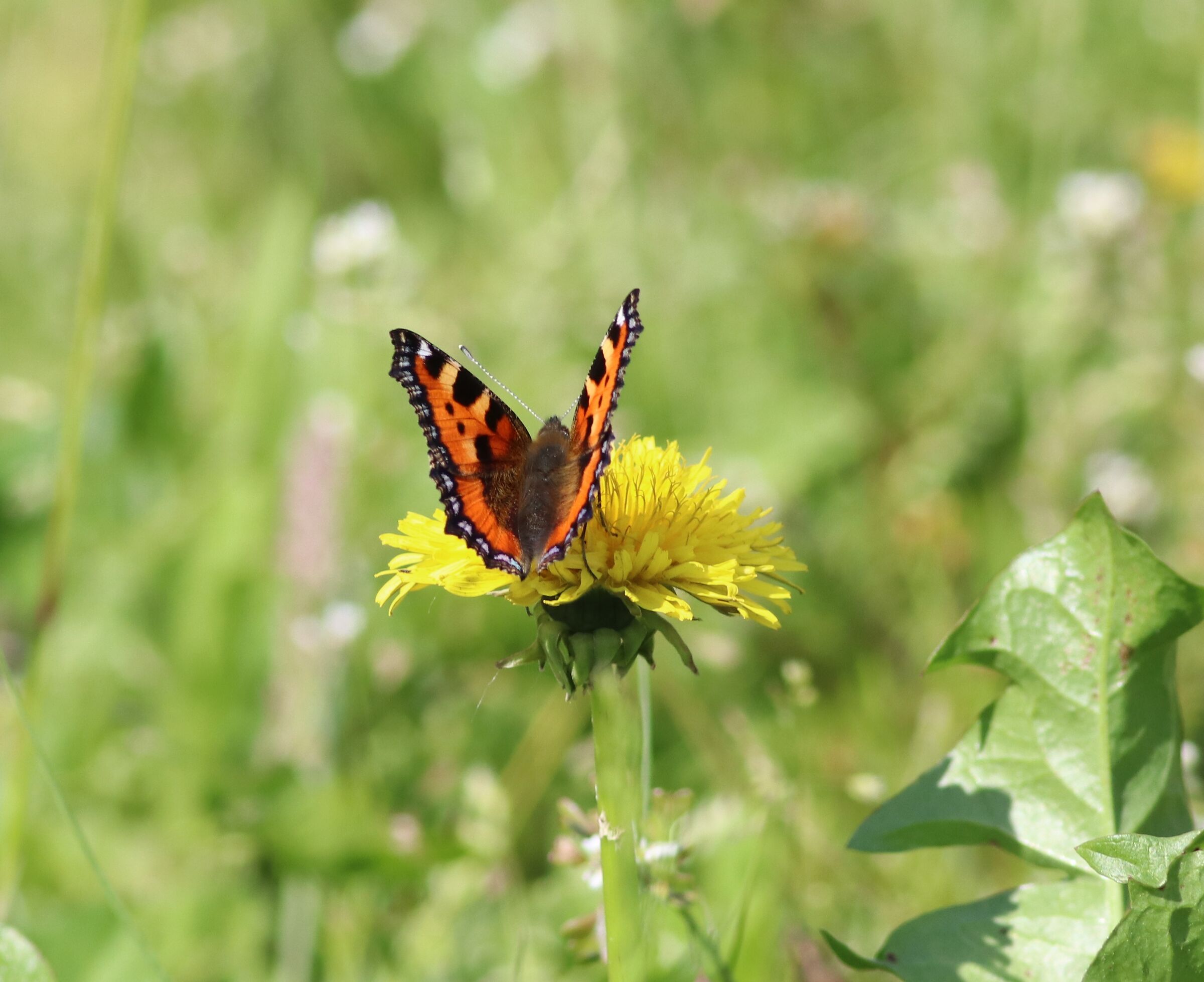 Vanessa dell' ortica