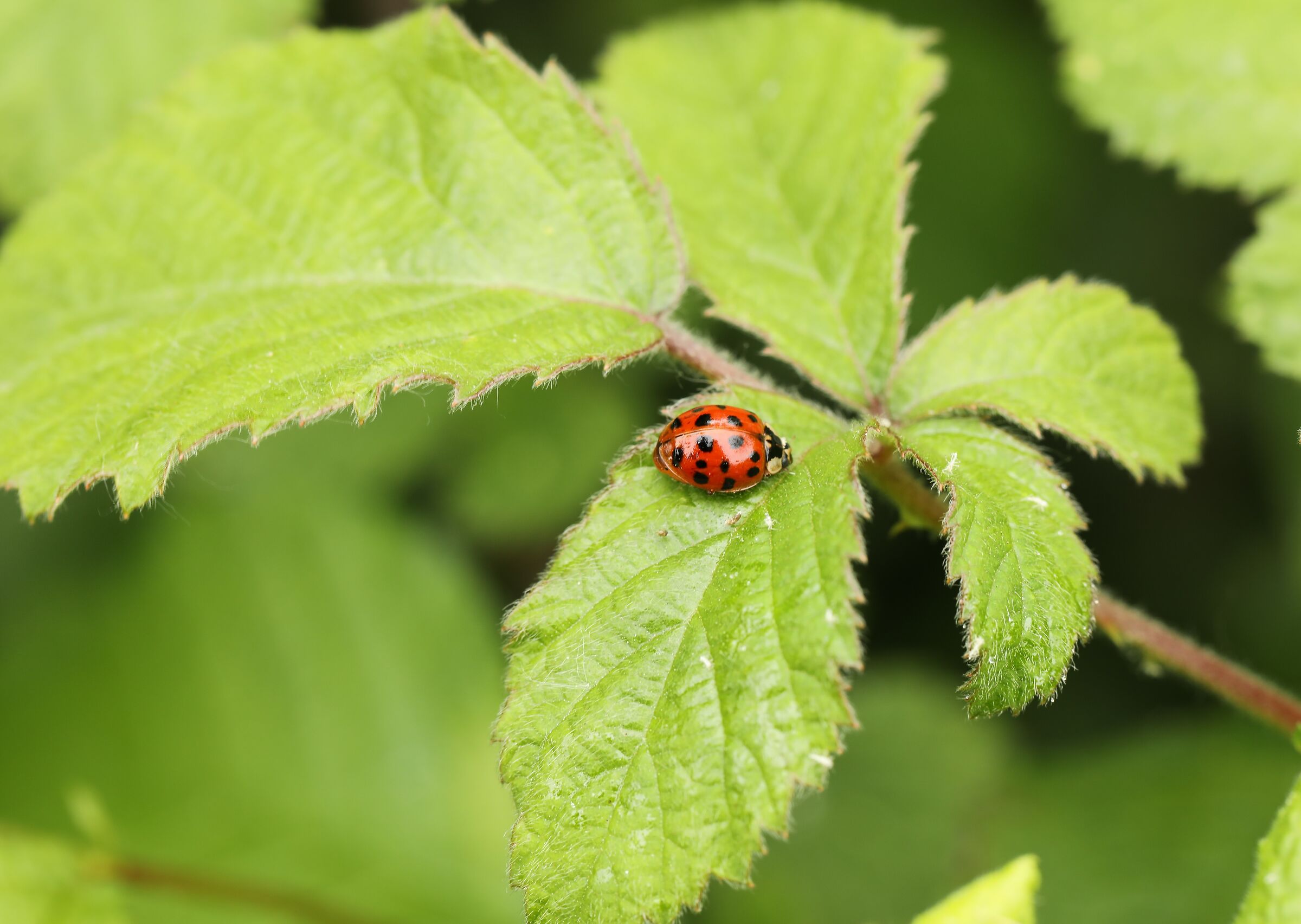 Ladybug