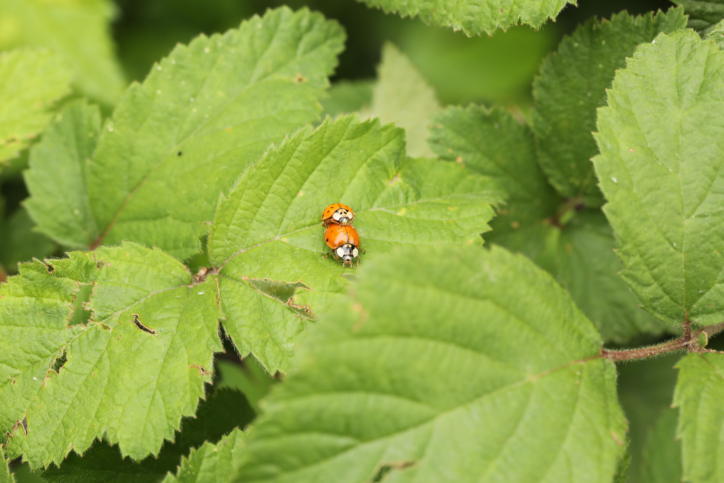 Ladybugs Love each other