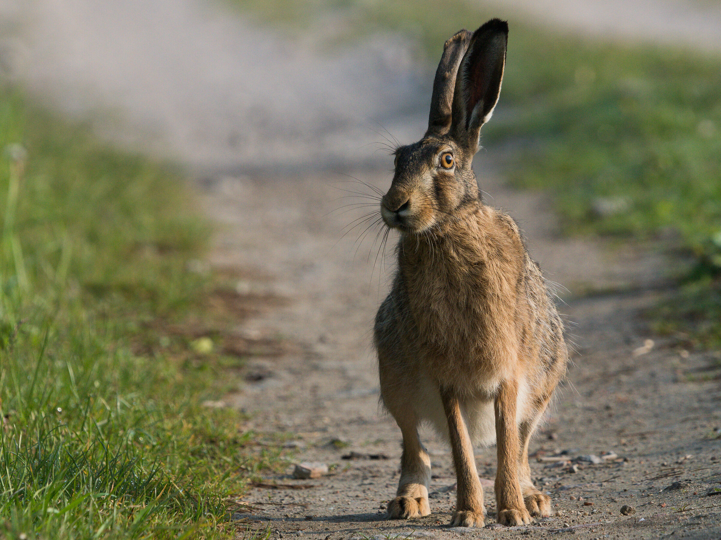 Lepus europaeus