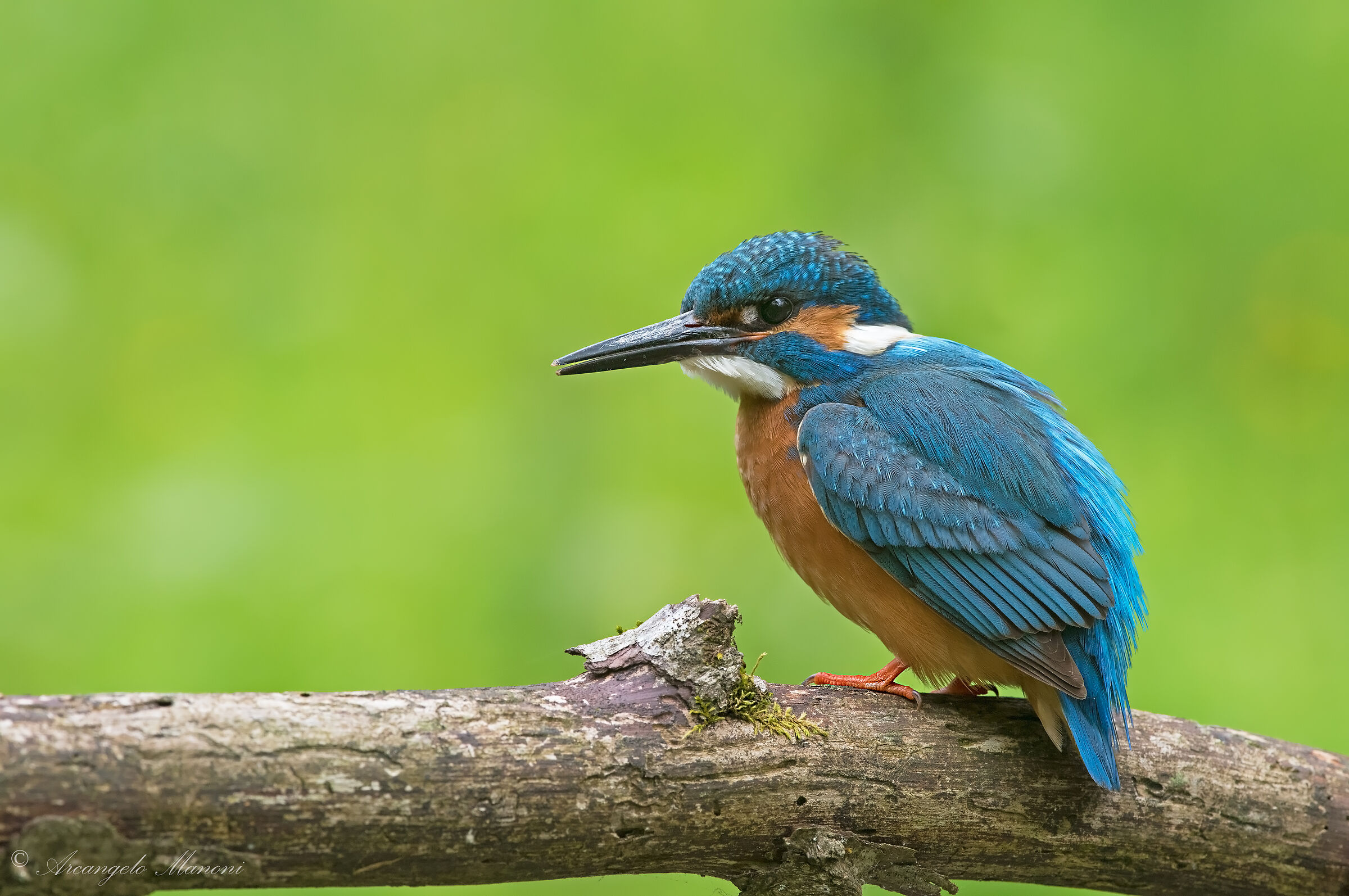 A little boy met this morning (old acquaintance)