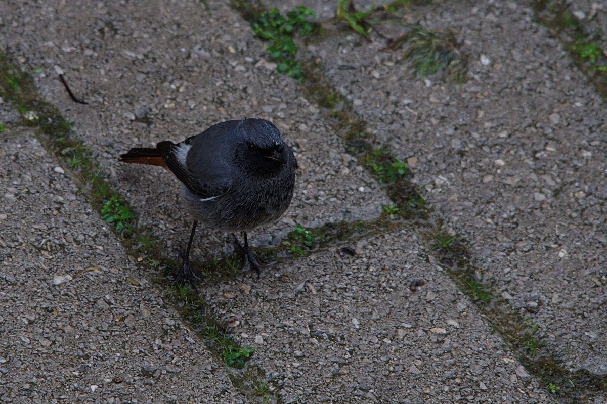Codirosso Spazzacamino e pioggia
