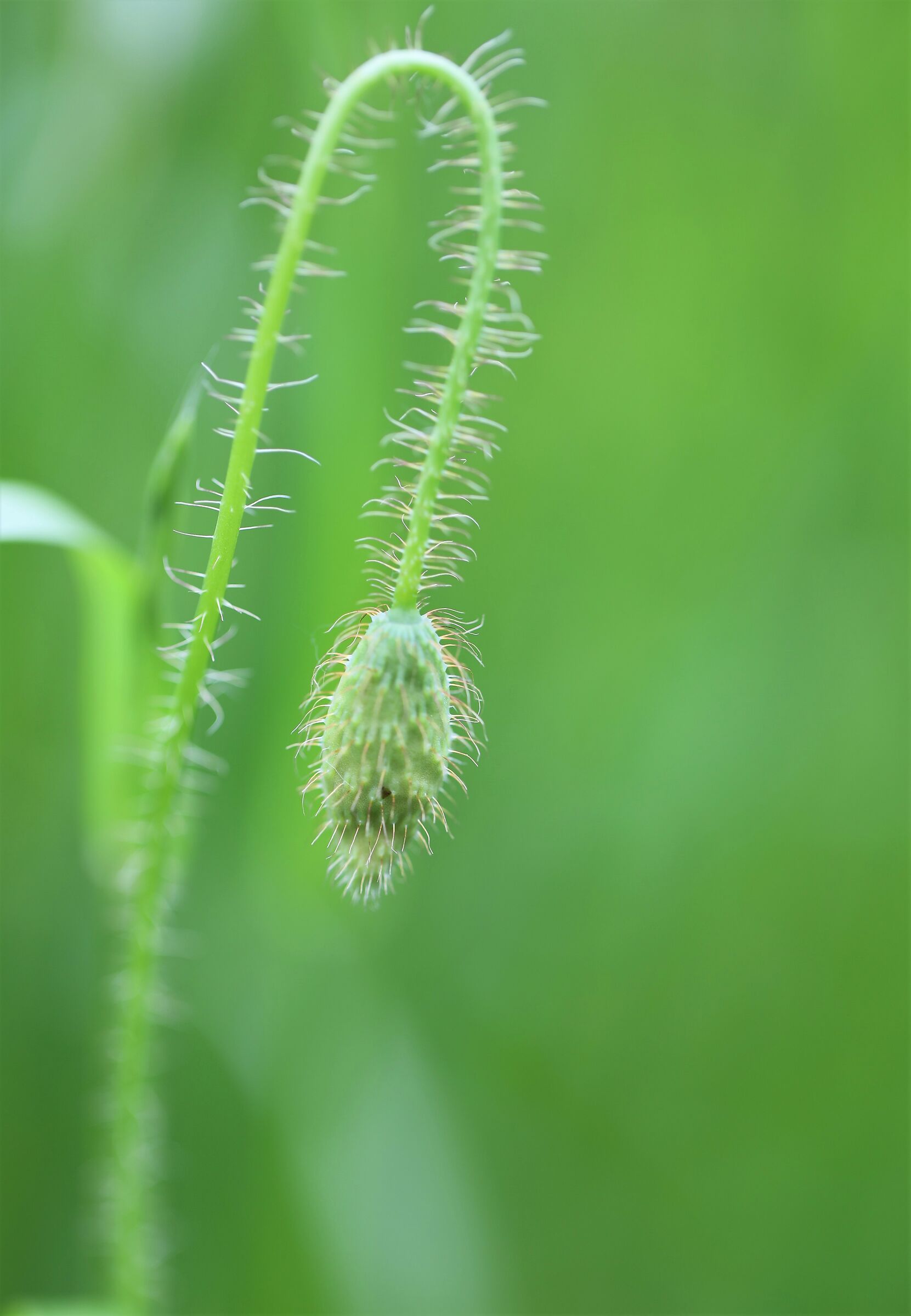 Poppy Bud