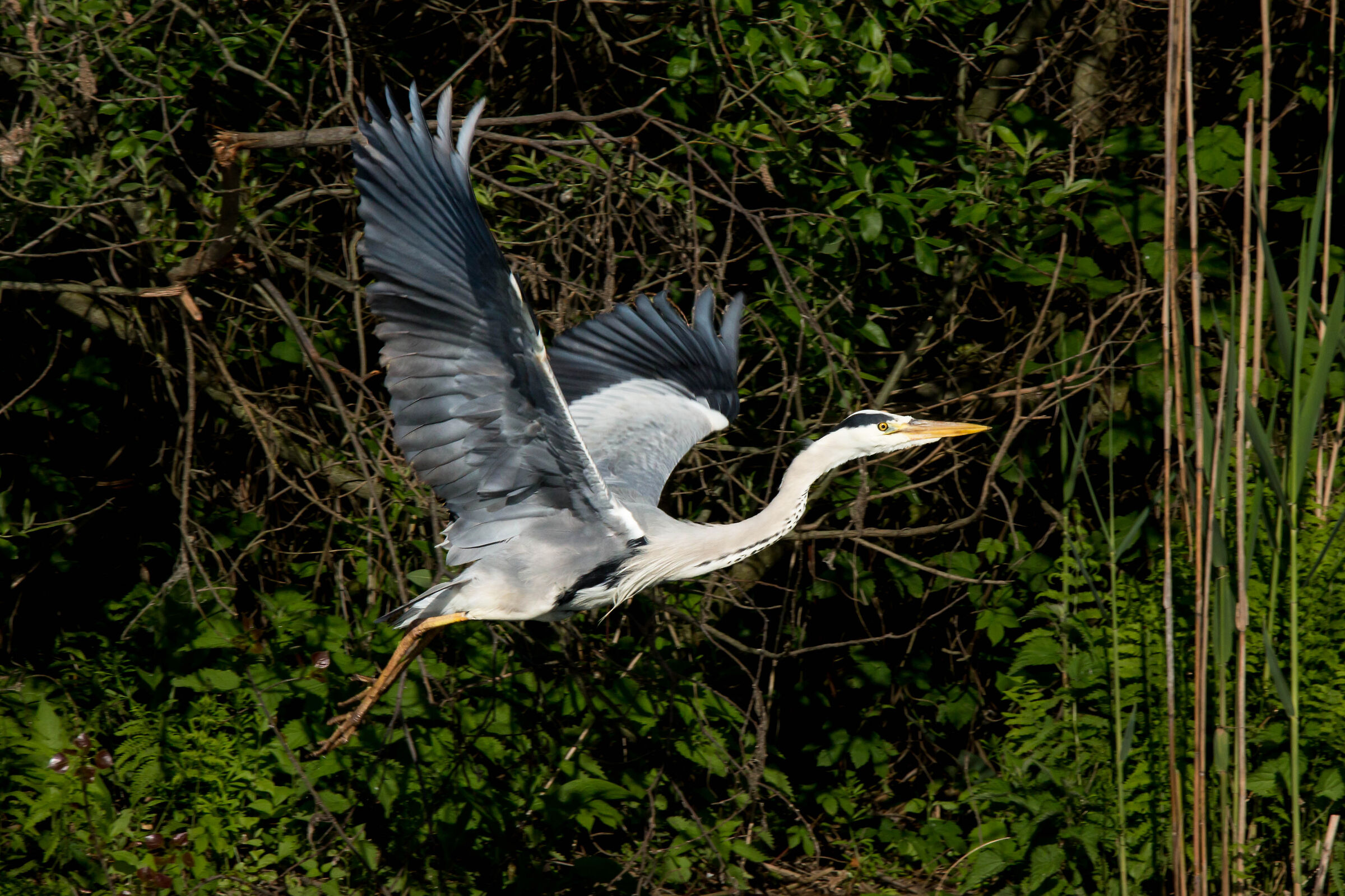Grey Heron