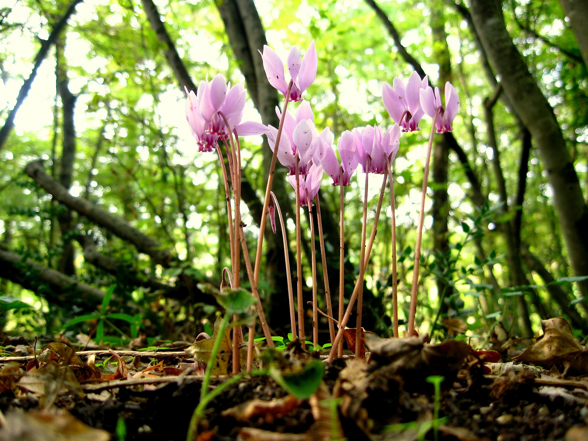 Cyclamen