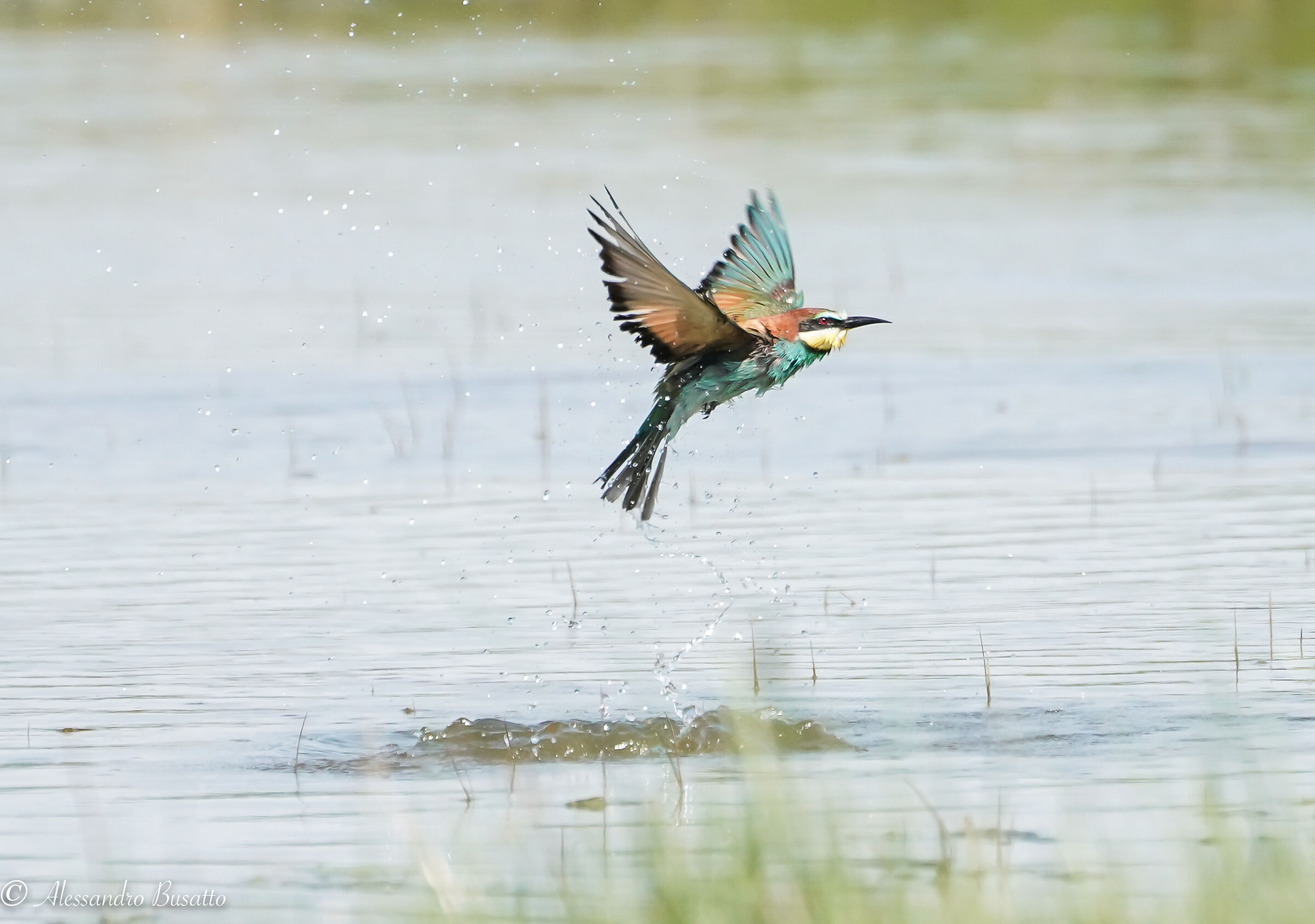 Gruccione come Martin pescatore