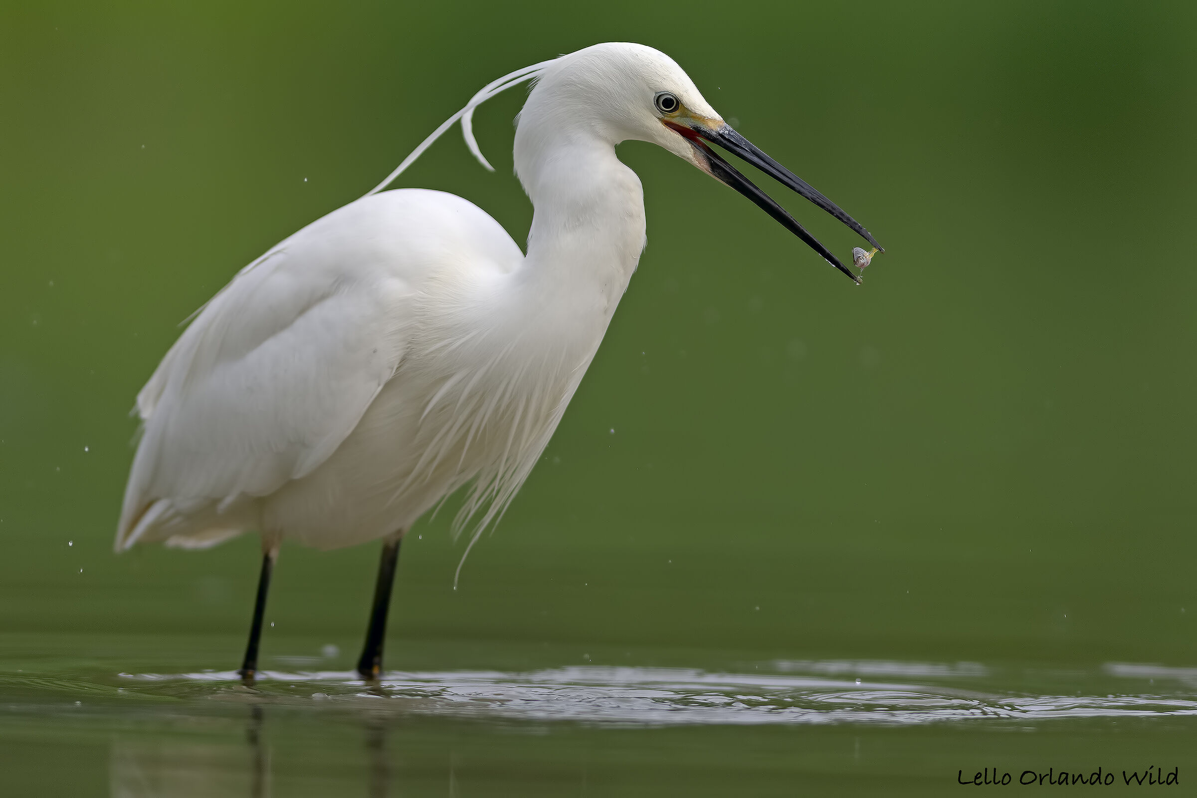 Garzetta in Action HD