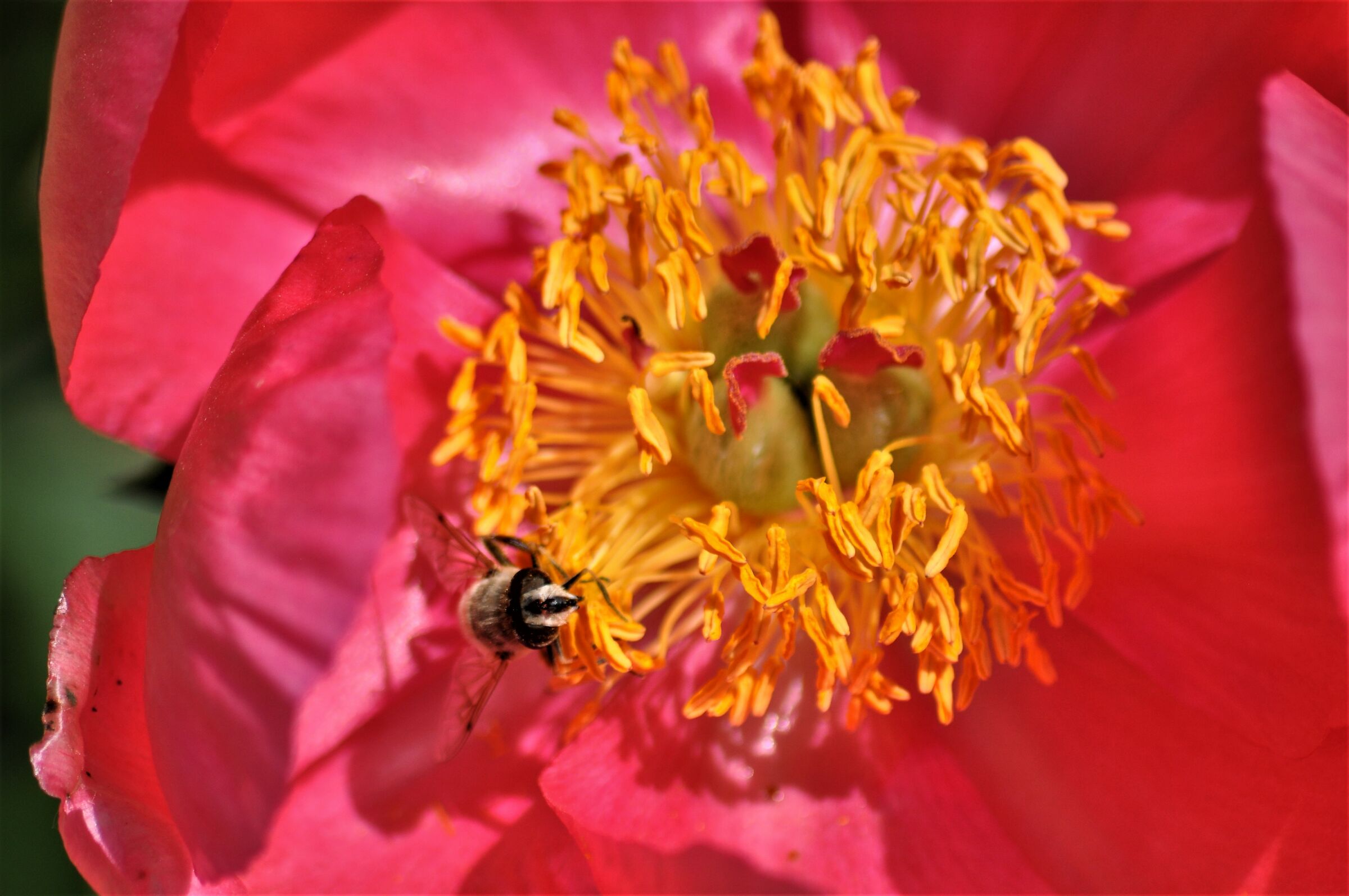 Vivai la Commande fioritura di peonie