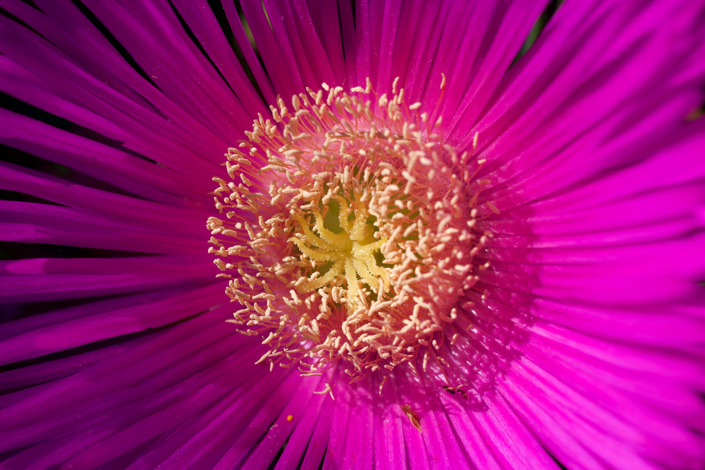 Home flowers, un tocco lilla