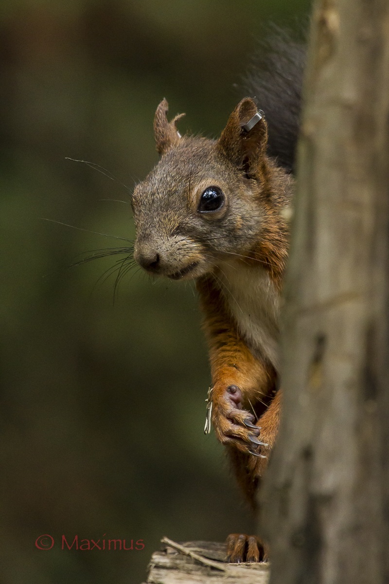 .. Cuckoo ... Merry Christmas ...