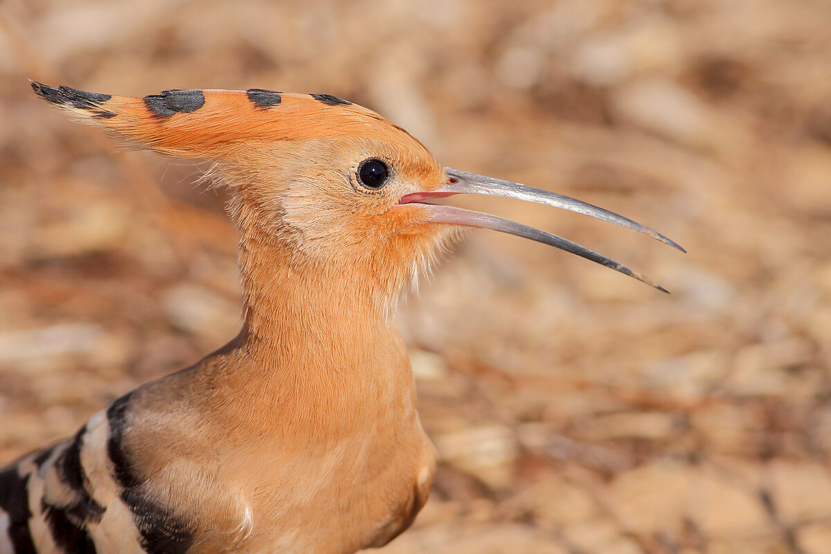 Hoopoe