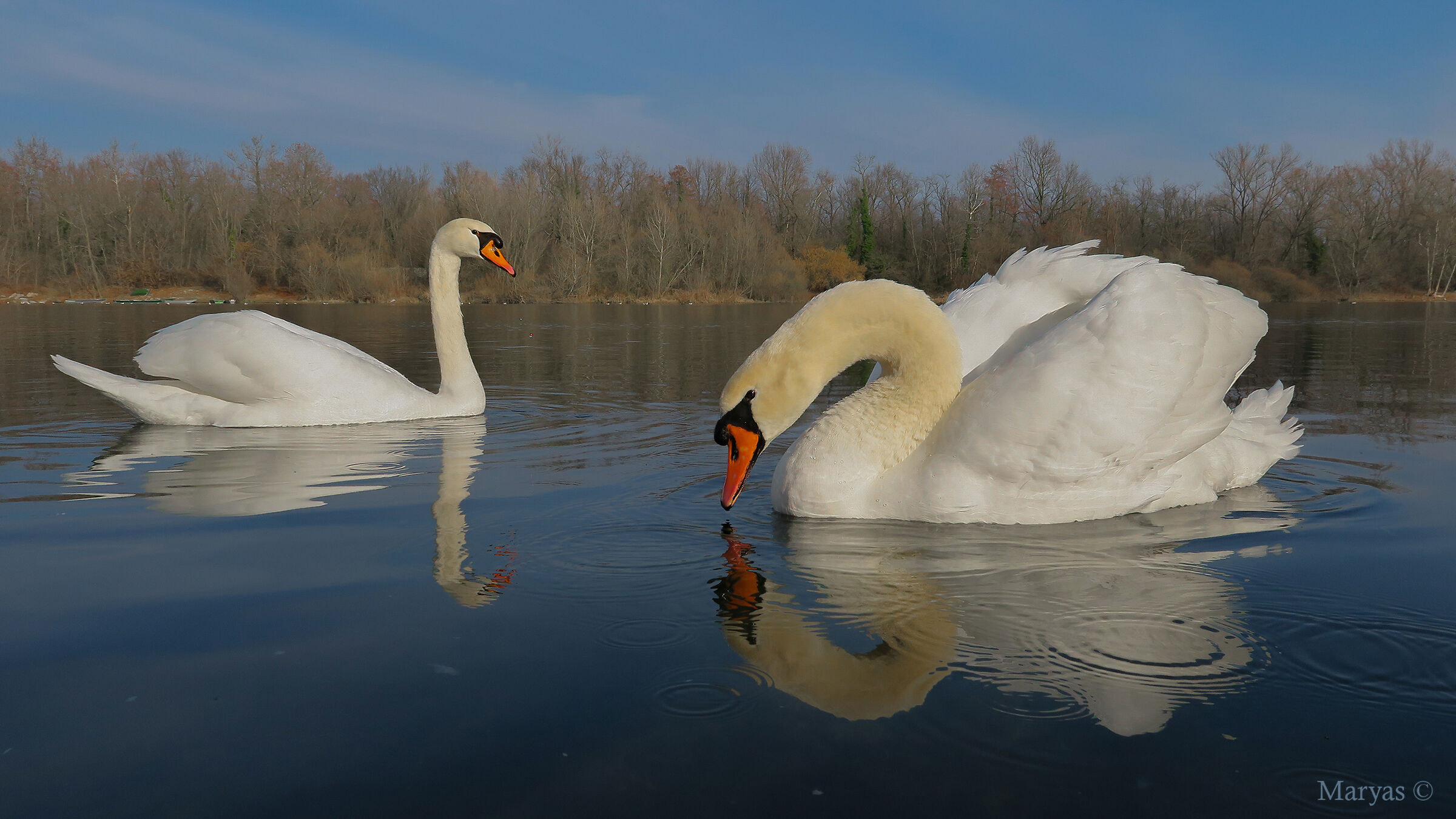 Swans on Ticino
