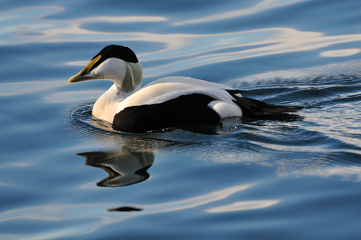 Eider