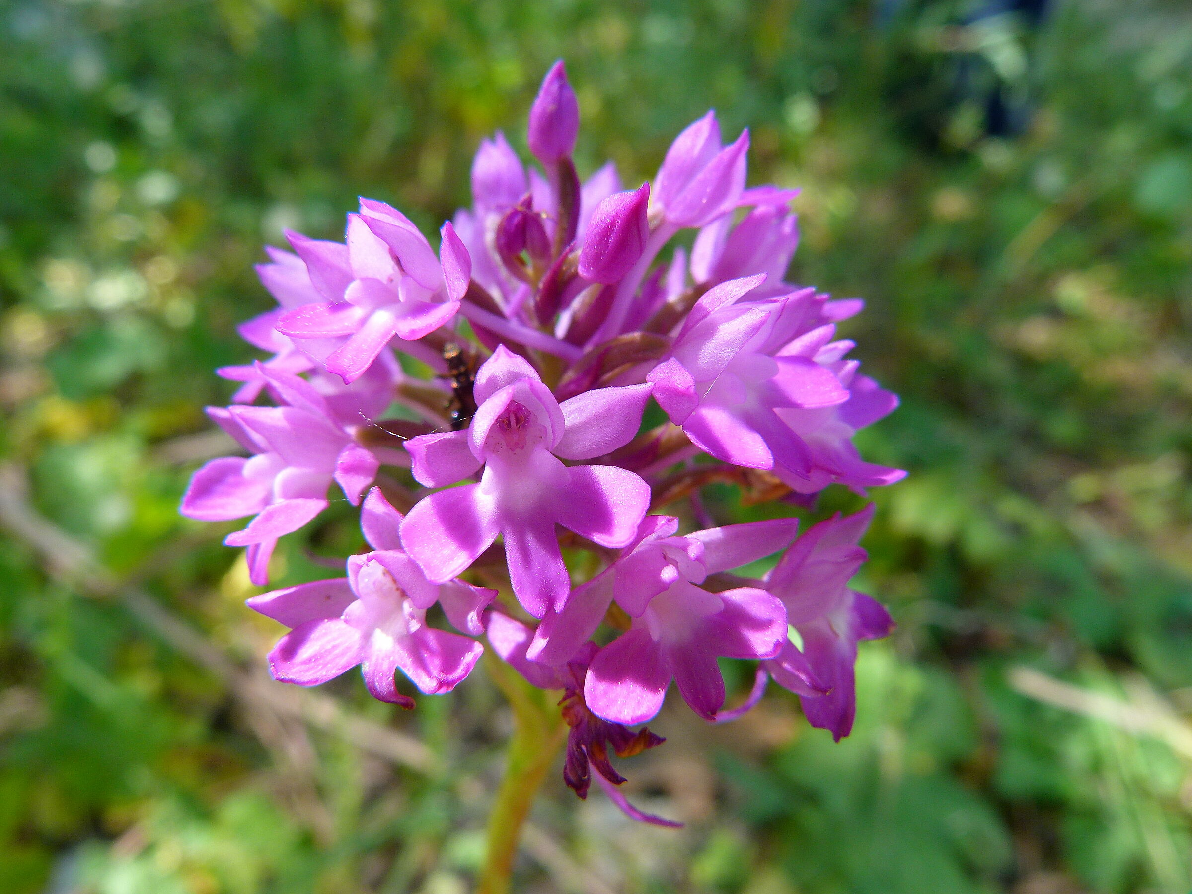 Orchid: Switched Neotinea?