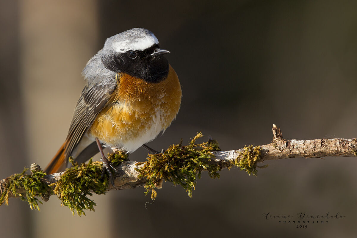 Black Redstart