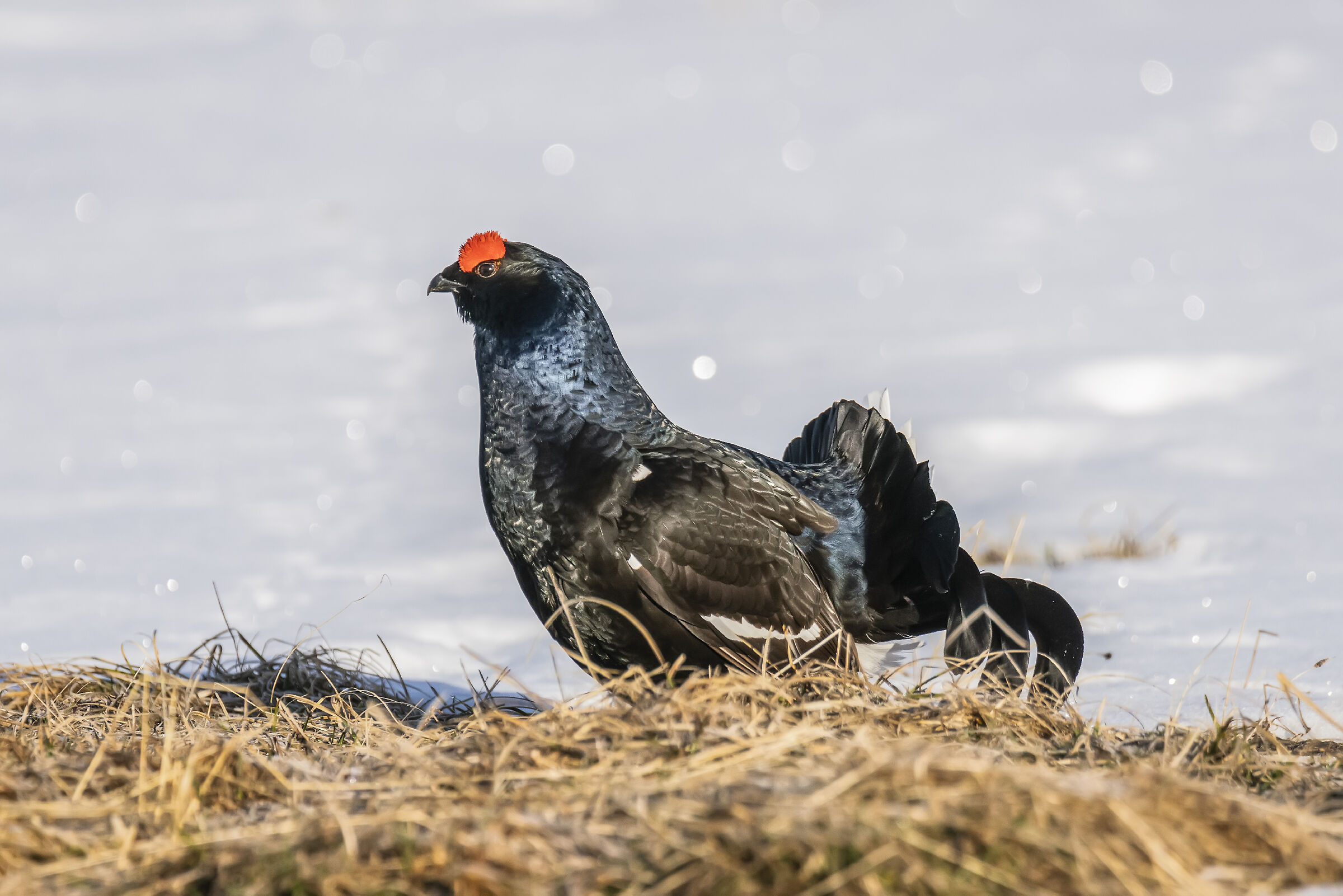 Gallo forcello 10 maggio 2019